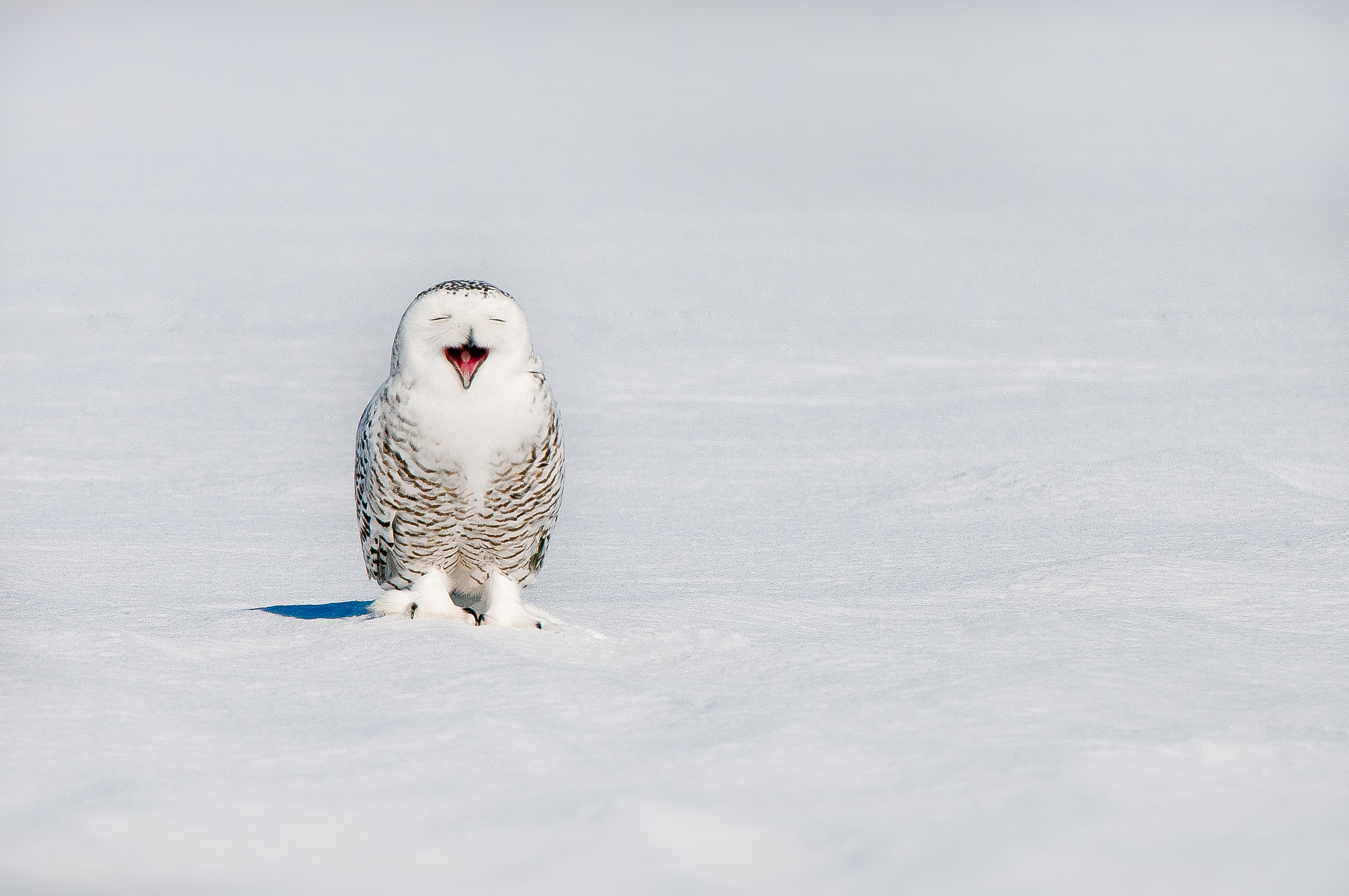 Snowy owl (Bubo scandiacus) yawning on snowy field in winter, Quebec, Canada