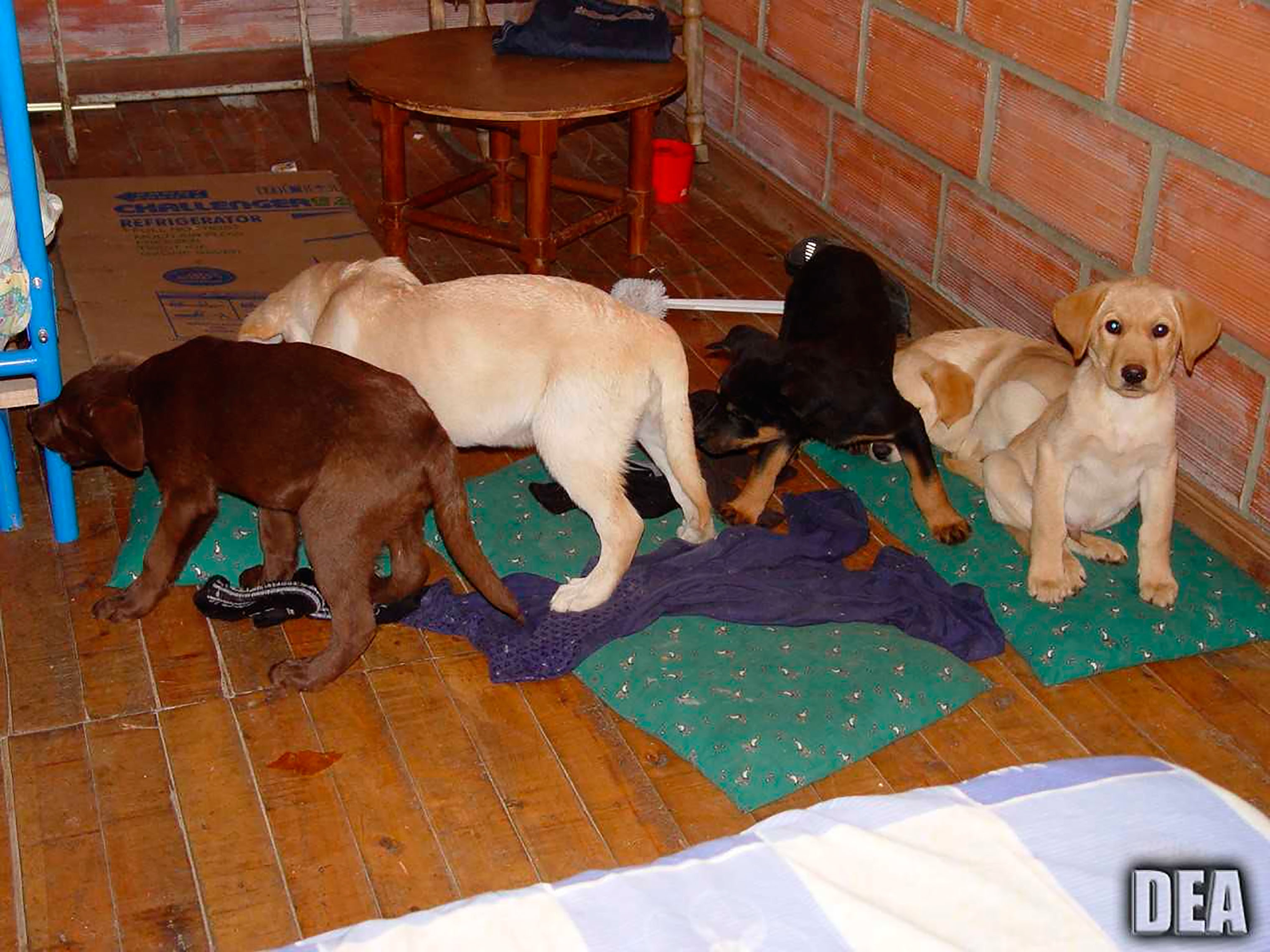 This 2005 photo provided by U.S. Drug Enforcement Administration officials shows puppies rescued from a farm in Colombia destined for use by a veterinarian working for a Colombian drug trafficking ring. (U.S. Drug Enforcement Administration/AP)
