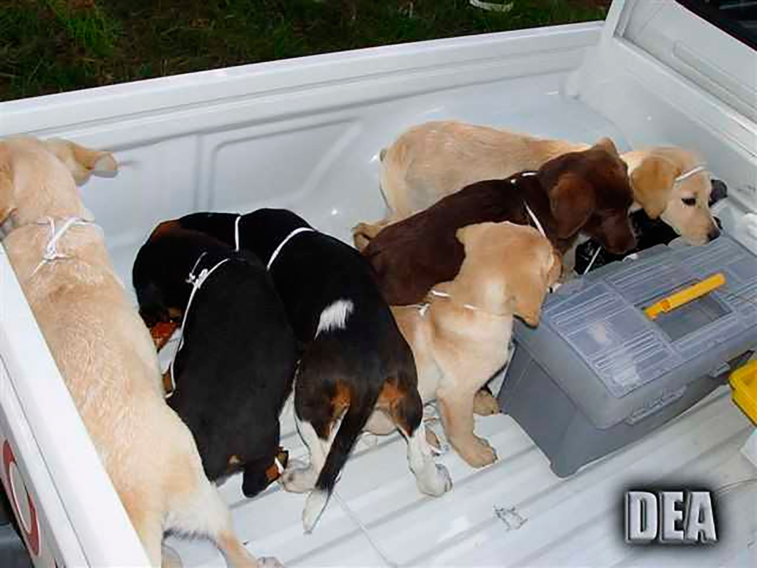This 2005 photo provided by U.S. Drug Enforcement Administration officials shows puppies rescued from a farm in Colombia destined for use by a veterinarian working for a Colombian drug trafficking ring. Andres Lopez Elorez used the puppies to smuggle packets of liquid heroin on commercial flights to New York City. (U.S. Drug Enforcement Administration/AP)