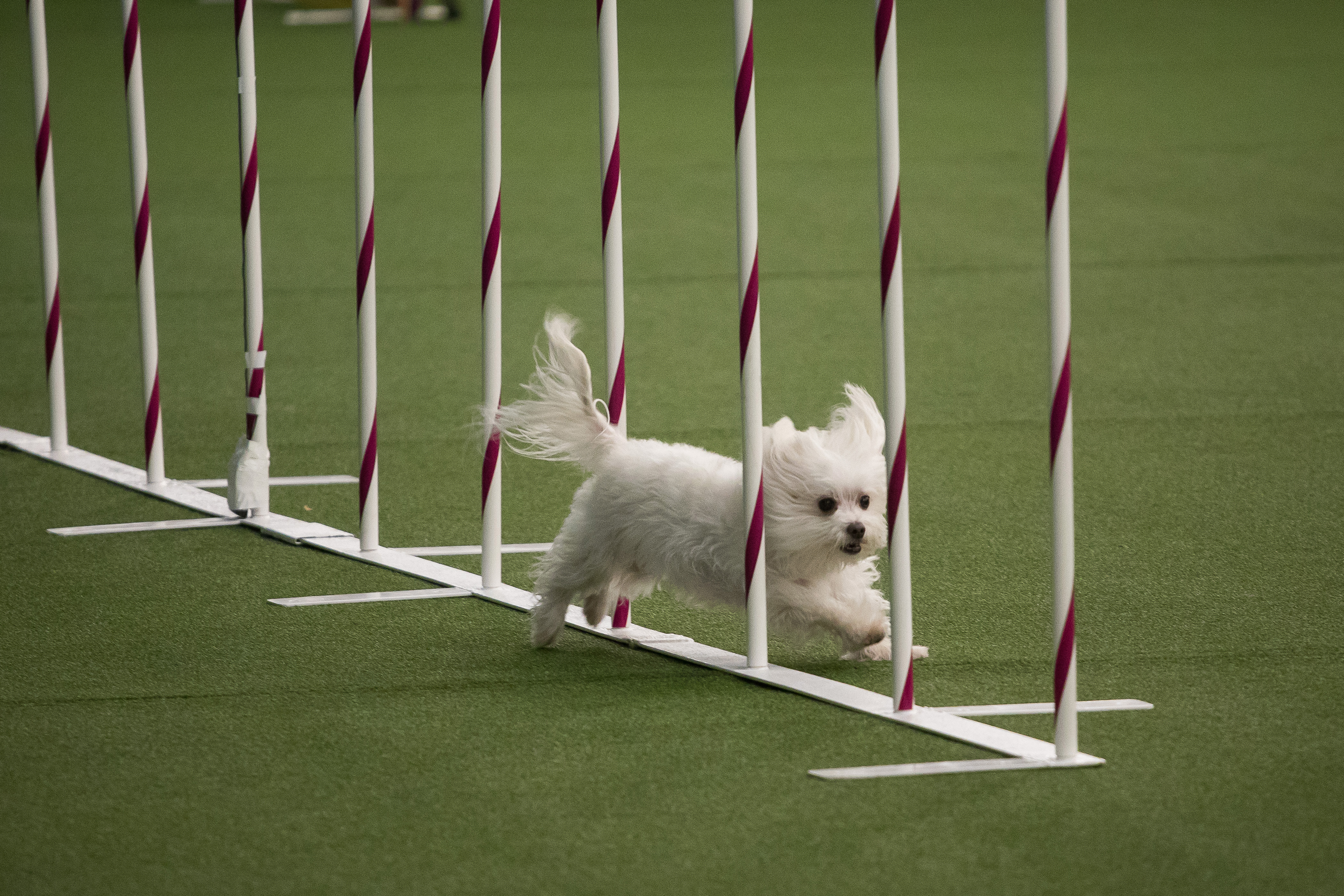 funny dog obstacle course