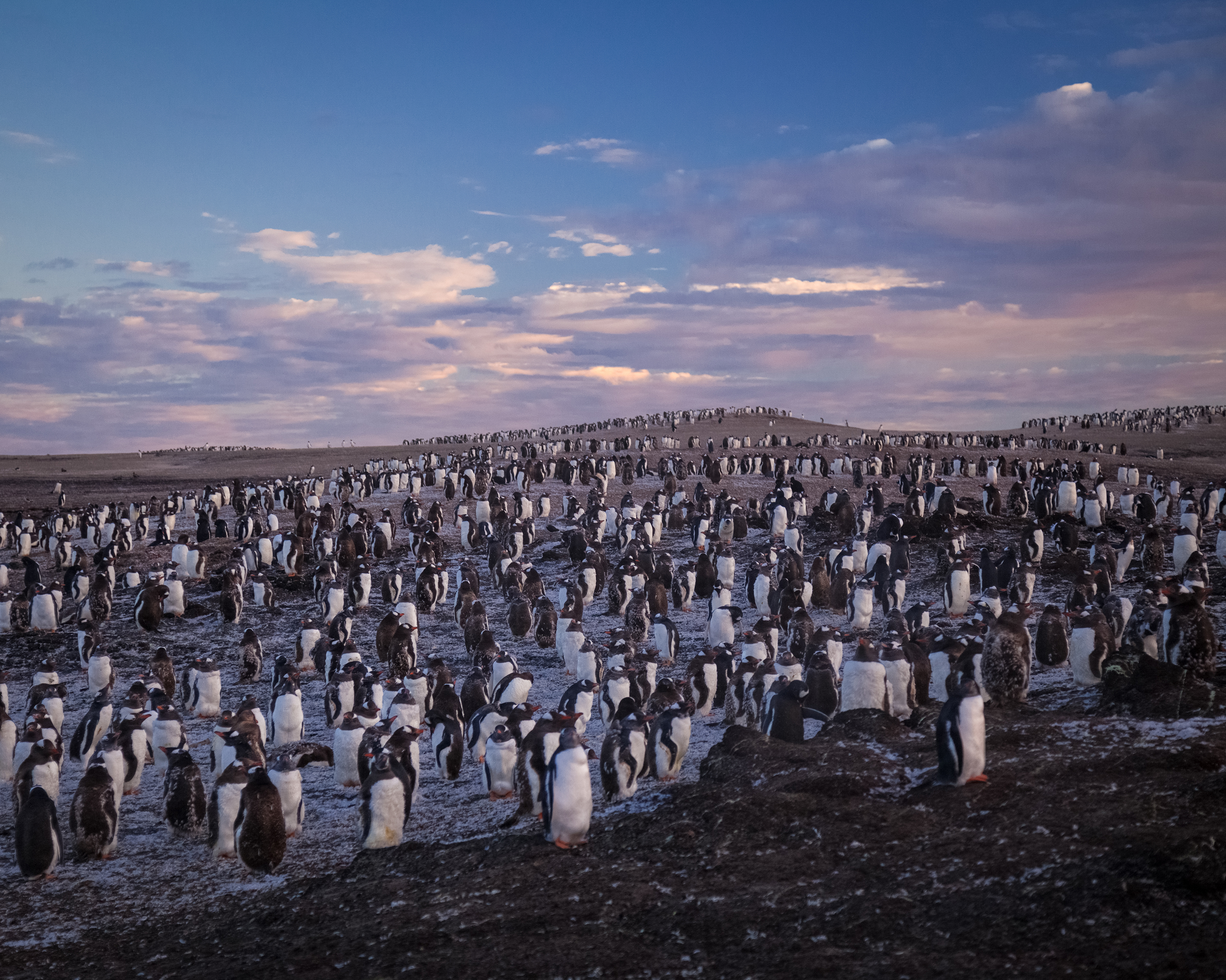 A gentoo penguin colony greets the sunrise at Saunders Island, in the Sub-Antarctic Falkland Islands.