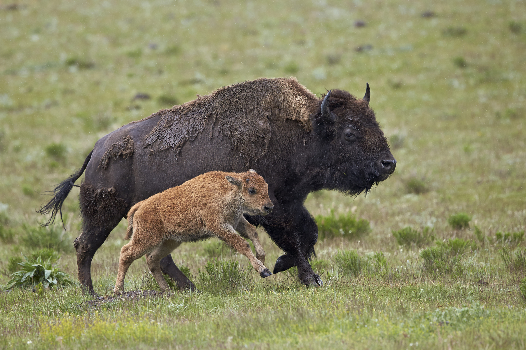 American bison Yellowstone