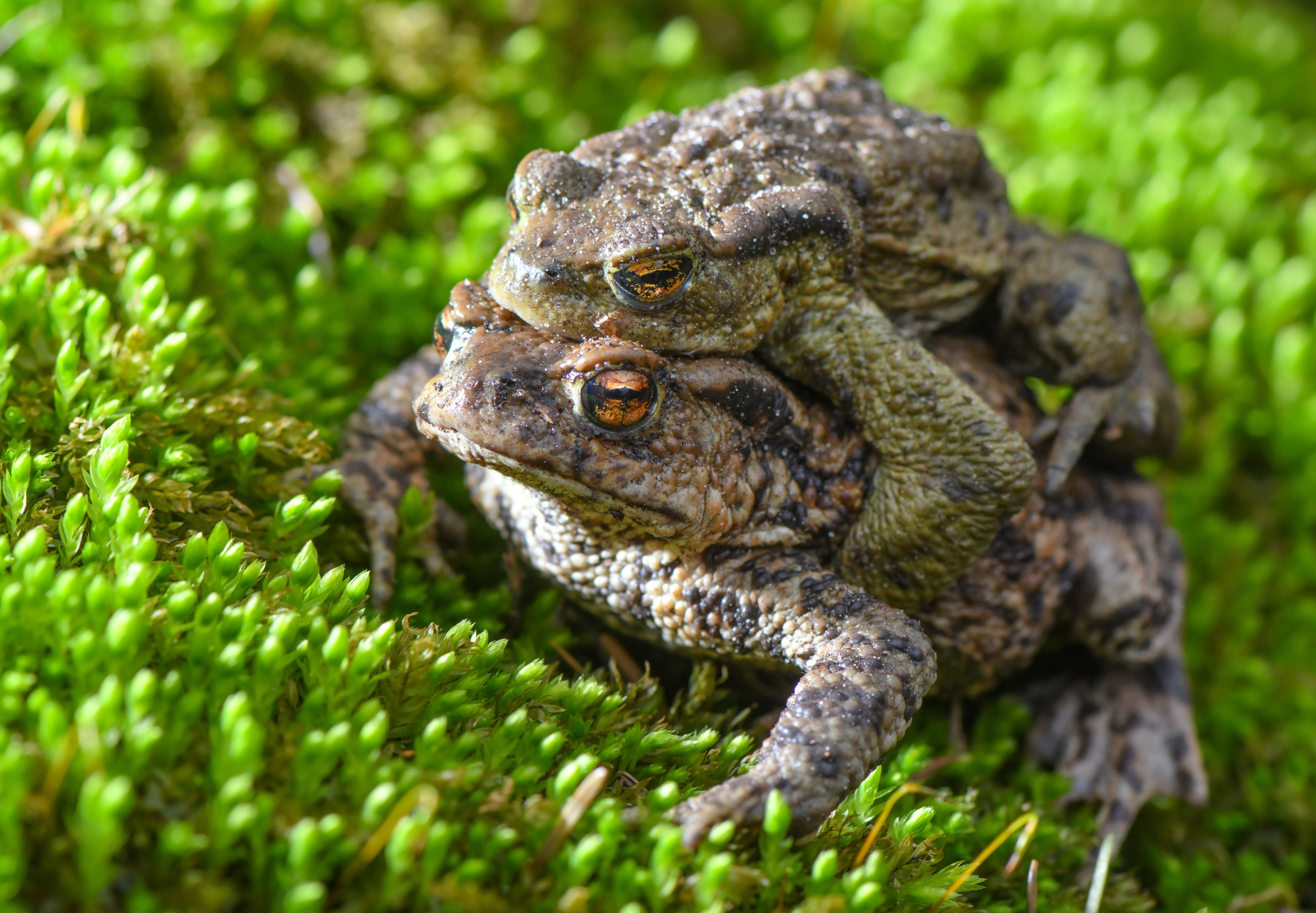 A pair of bufo toads crawl over moss on the edge of a small pond in Brandenburg, Germany on March 22, 2019. (Patrick Pleul&mdash;Picture-alliance/dpa/Getty Images)