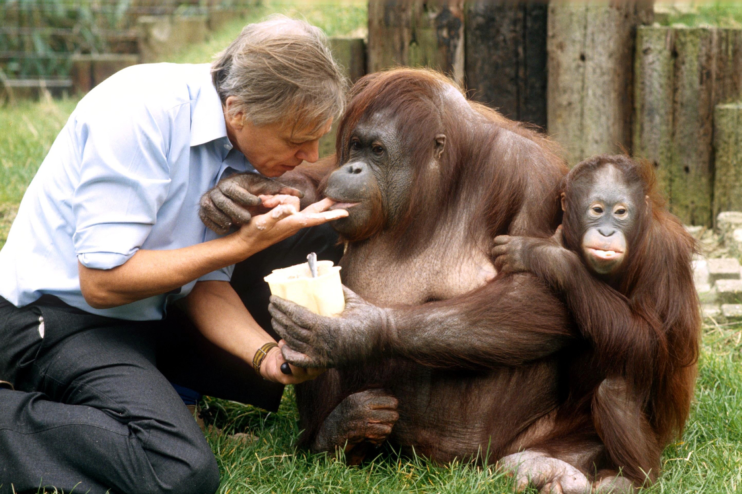 Attenborough with orangutans at the London Zoo (REX/Shutterstock)