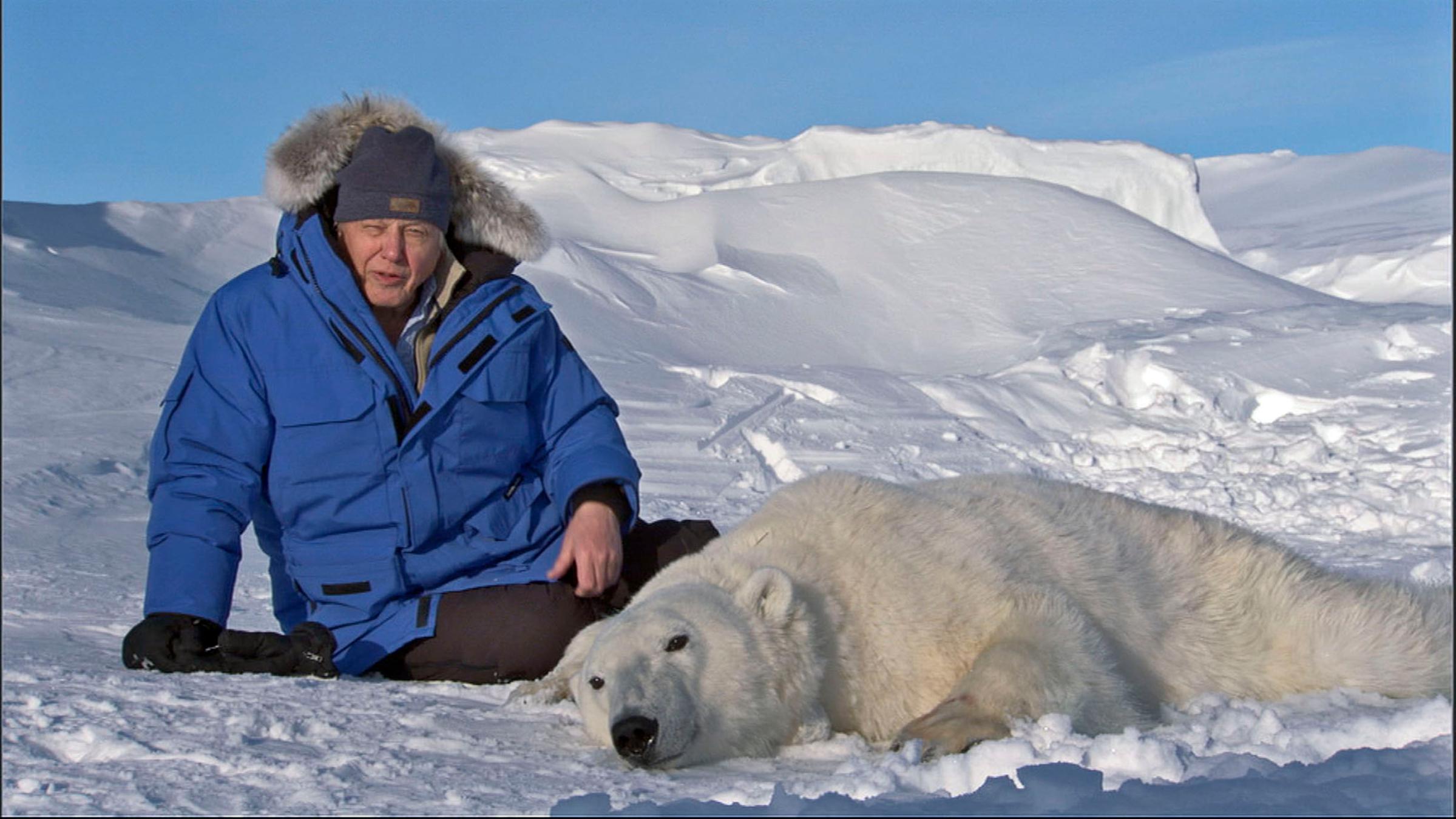 Attenborough with an anesthetized polar bear in Svalbard, Norway