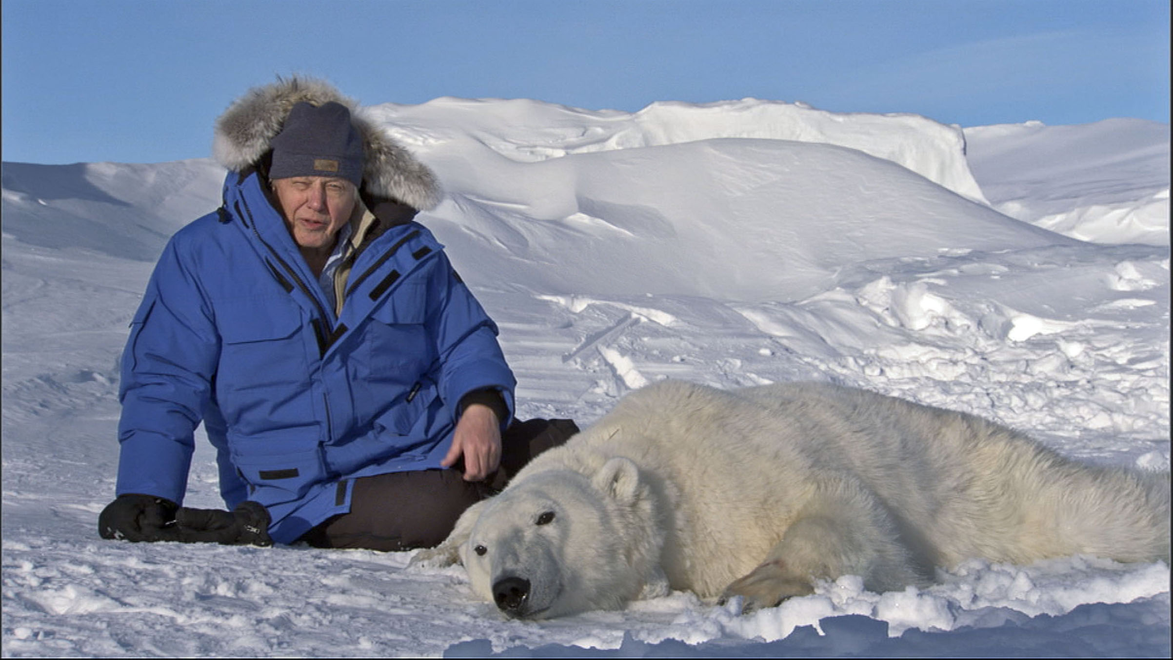 Attenborough with an anesthetized polar bear in Svalbard, Norway (BBC)