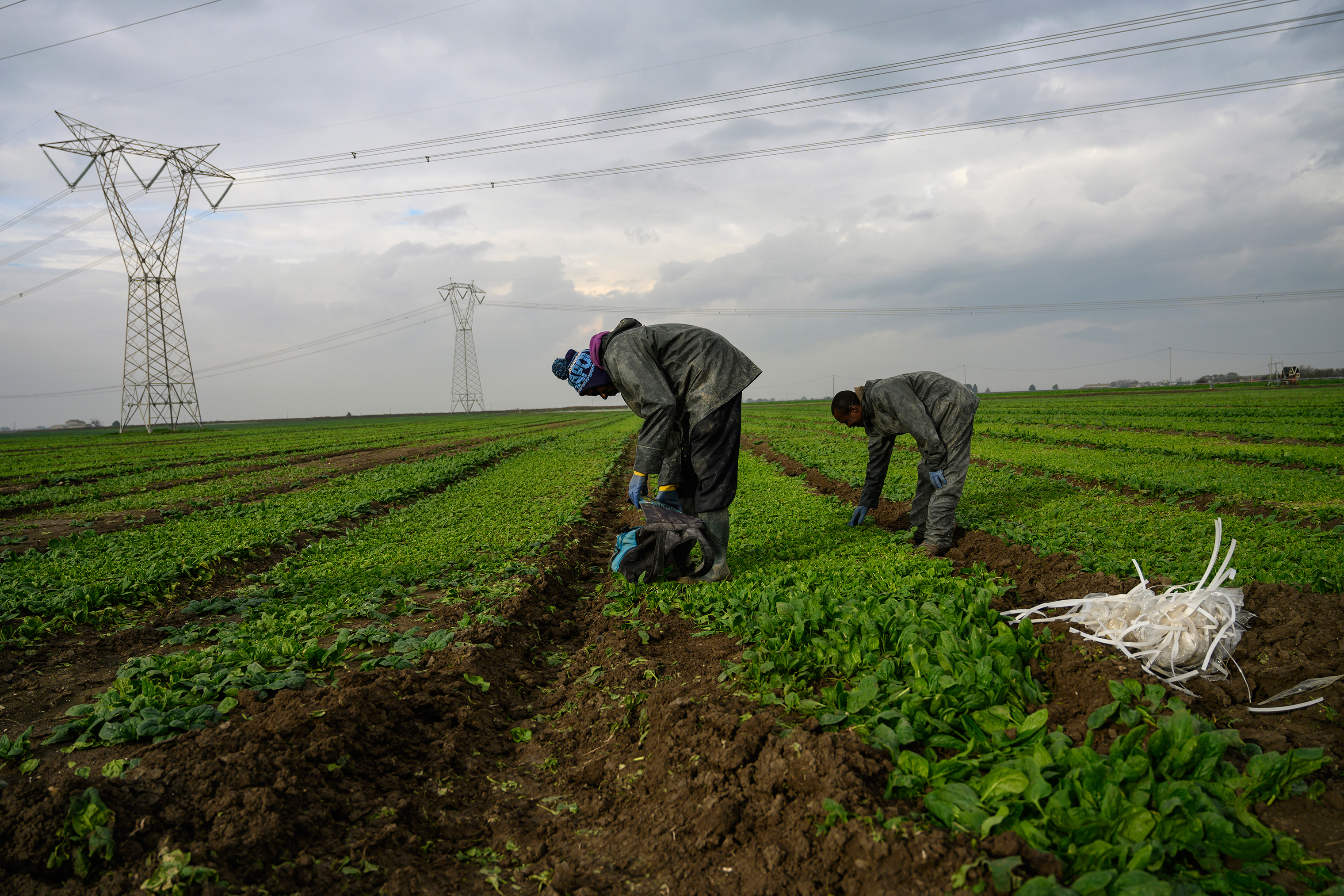 African day laborers who are part of the caporalato system of cheap labor work the fields around Foggia, Italy (Lynsey Addario for TIME)