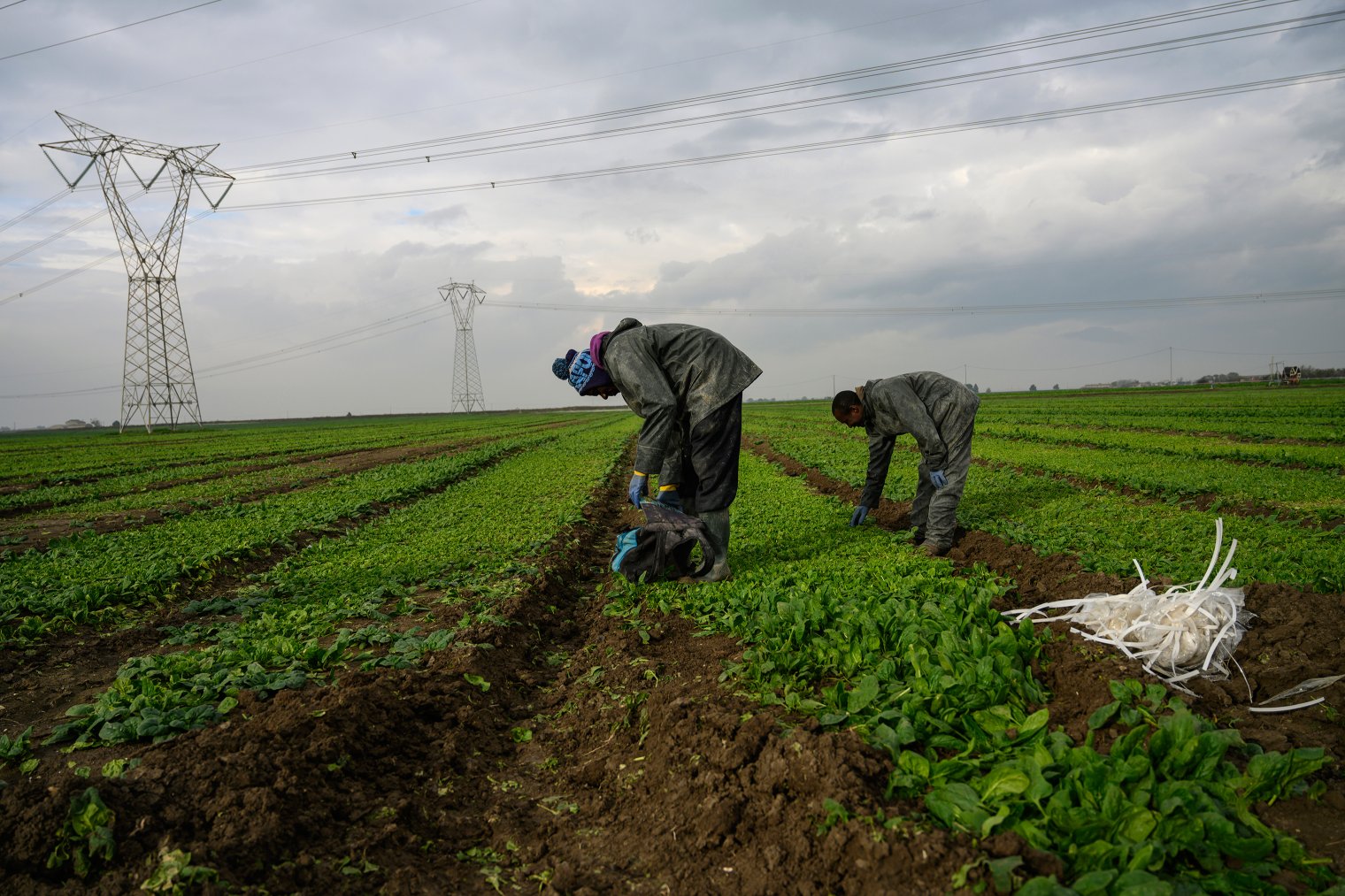 African day laborers who are part of the caporalato system of cheap labor work the fields around Foggia, Italy