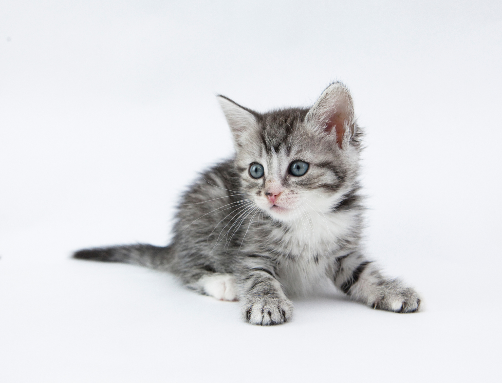 Report: USDA Forced Kittens to Become Cannibals | Time