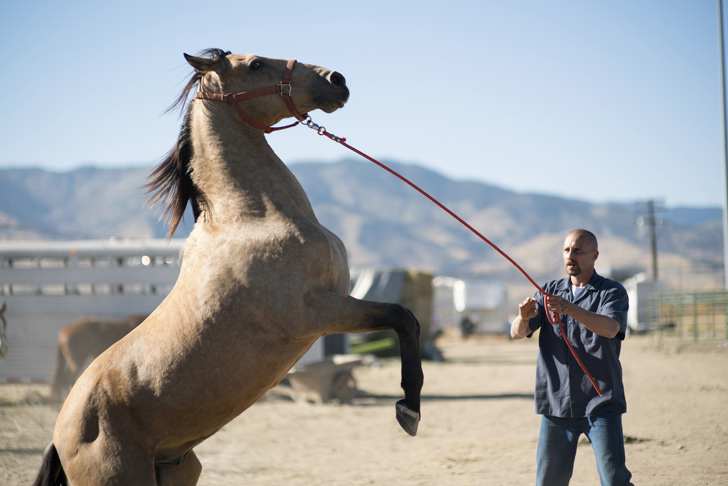 Easy does it for Schoenaerts and friend (Focus Features)