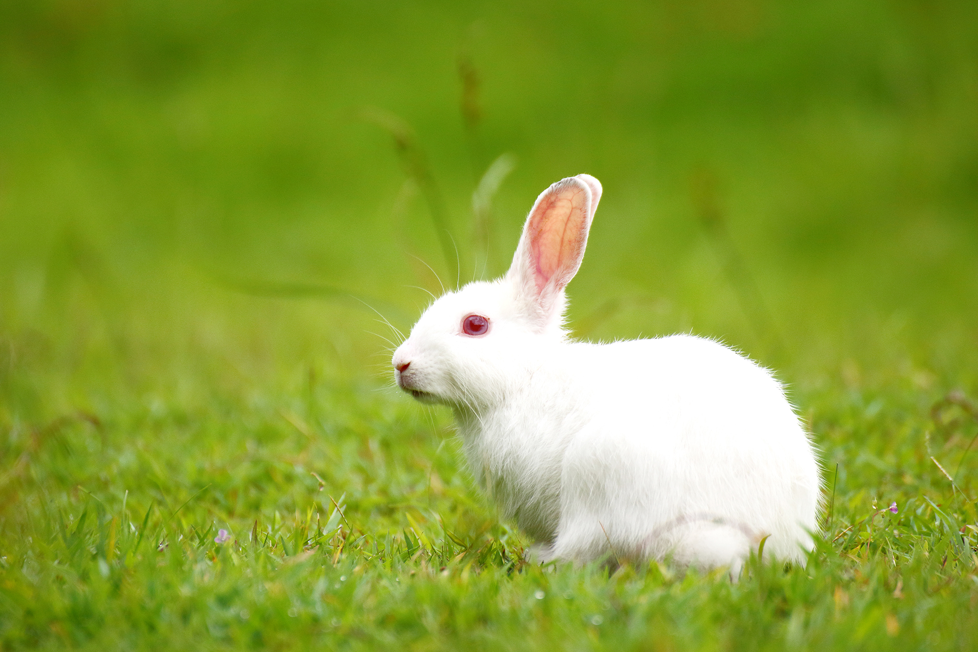 The Reason Why Rabbits Show Up in Horror Movies Like Us | Time