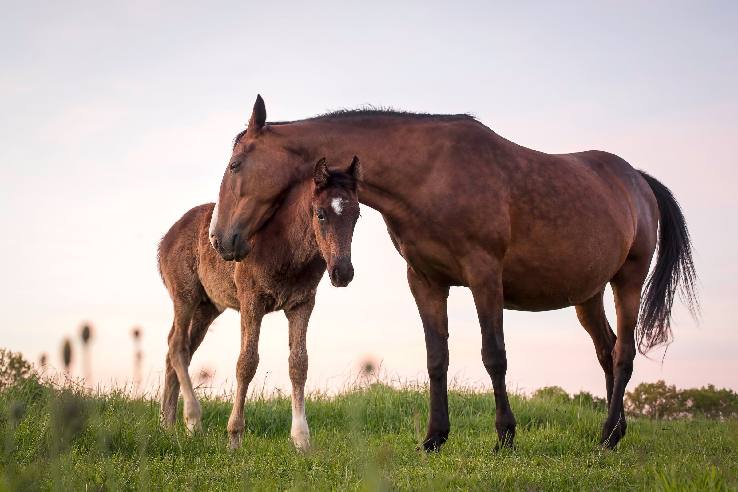 You can get $1,000 if you adopt a wild horse