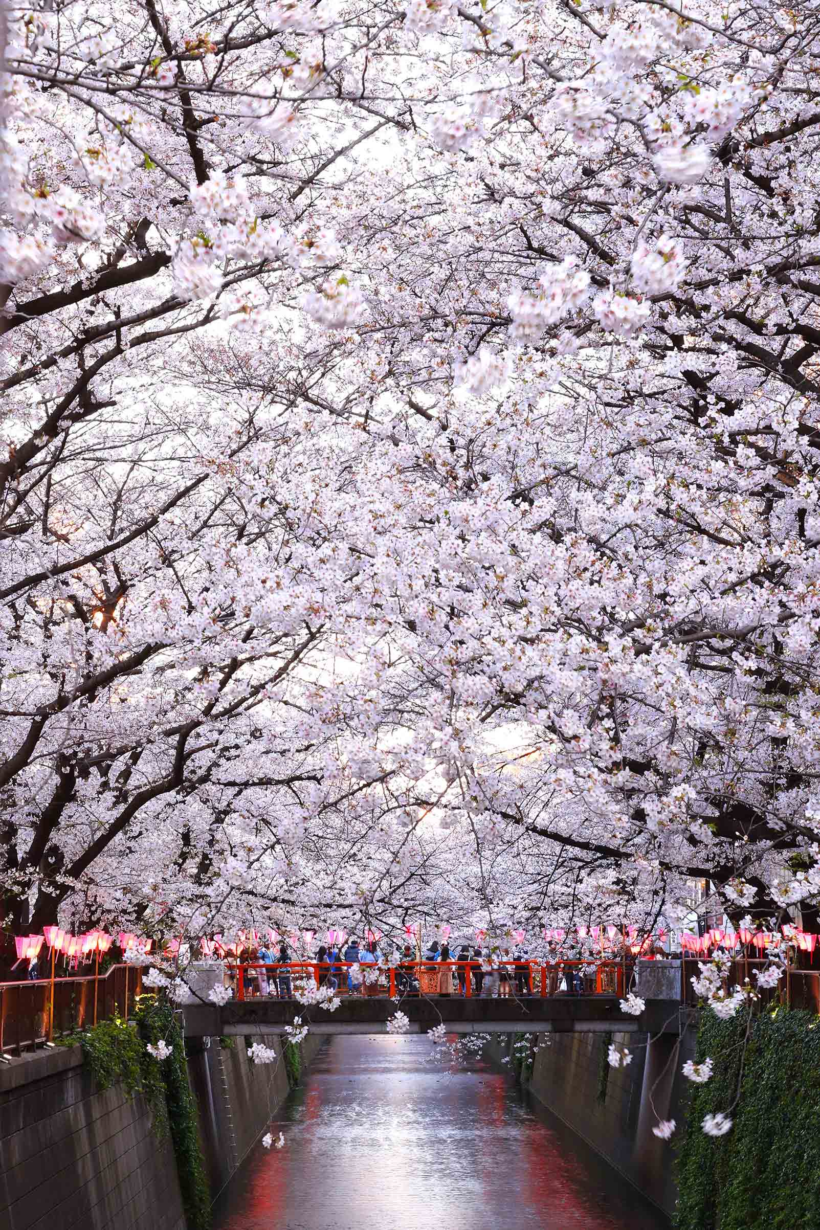 The famous cherry blossoms in bloom on the banks of the Meguro River in Tokyo