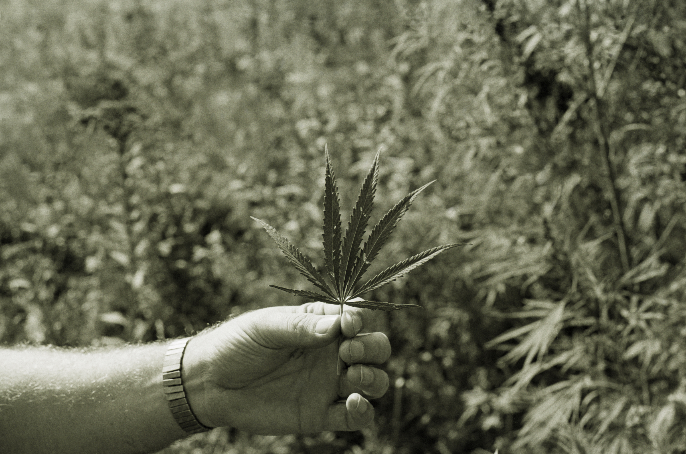 A section of leaves from a wild marijuana plant is held up for close inspection in a field west of Kearney, Neb., in 1973. (Bettmann/Getty Images)