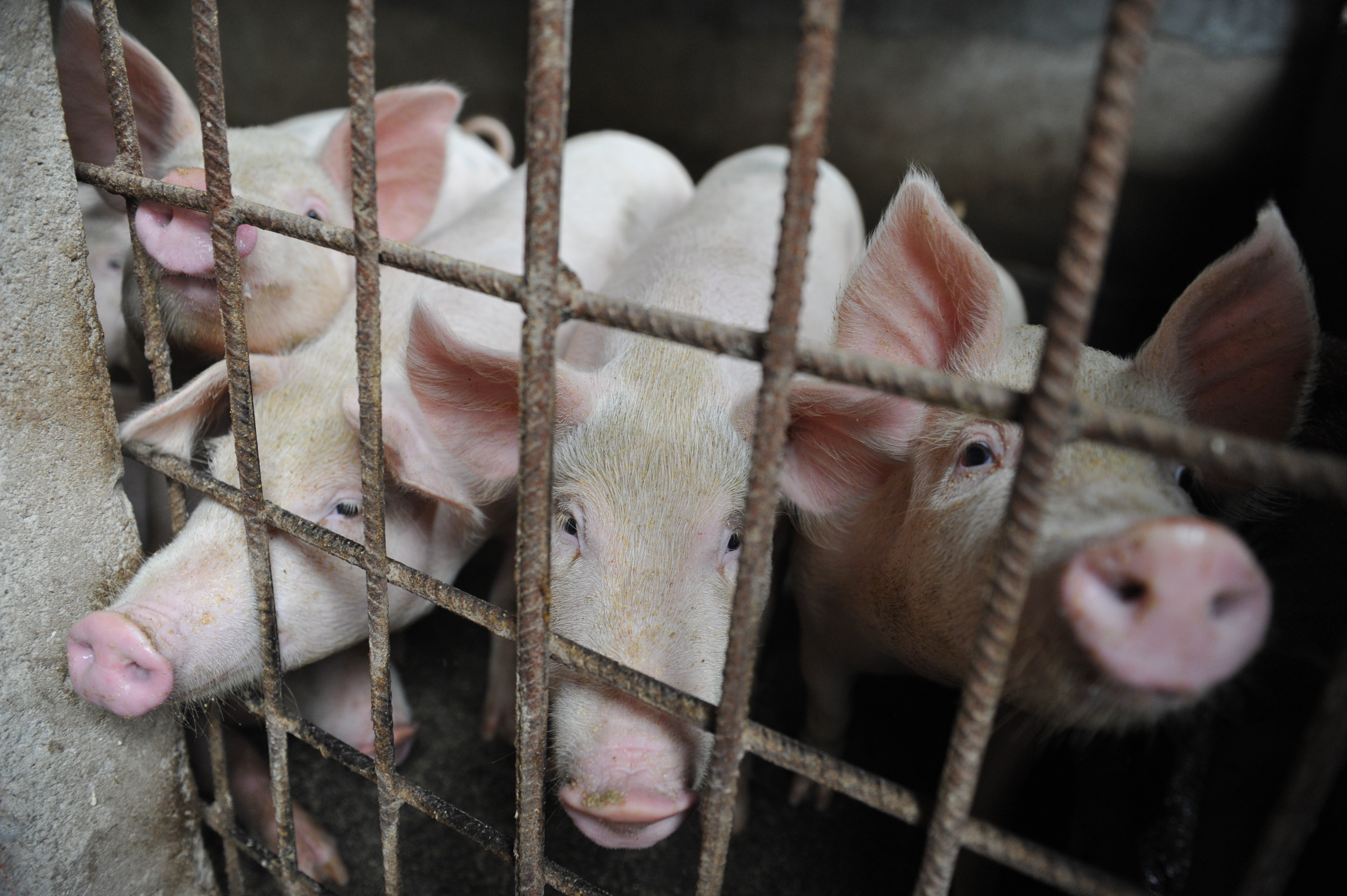 Pigs are seen in a hog pen in a village in Linquan county in central China's Anhui province on Aug. 31, 2018. (Chinatopix/AP)