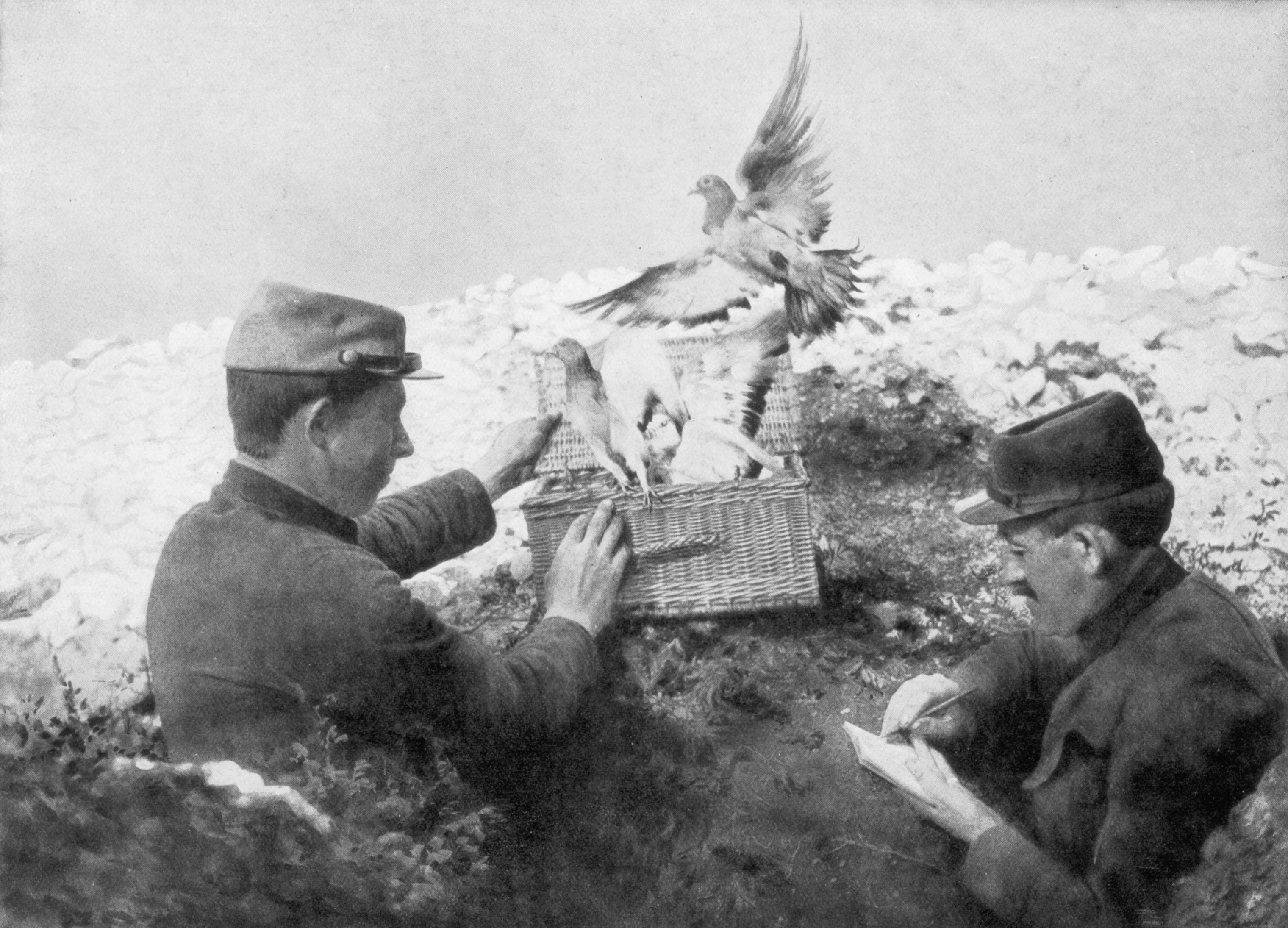 Messenger pigeons being released at the front line during World War I in 1915. (Print Collector—Getty Images)