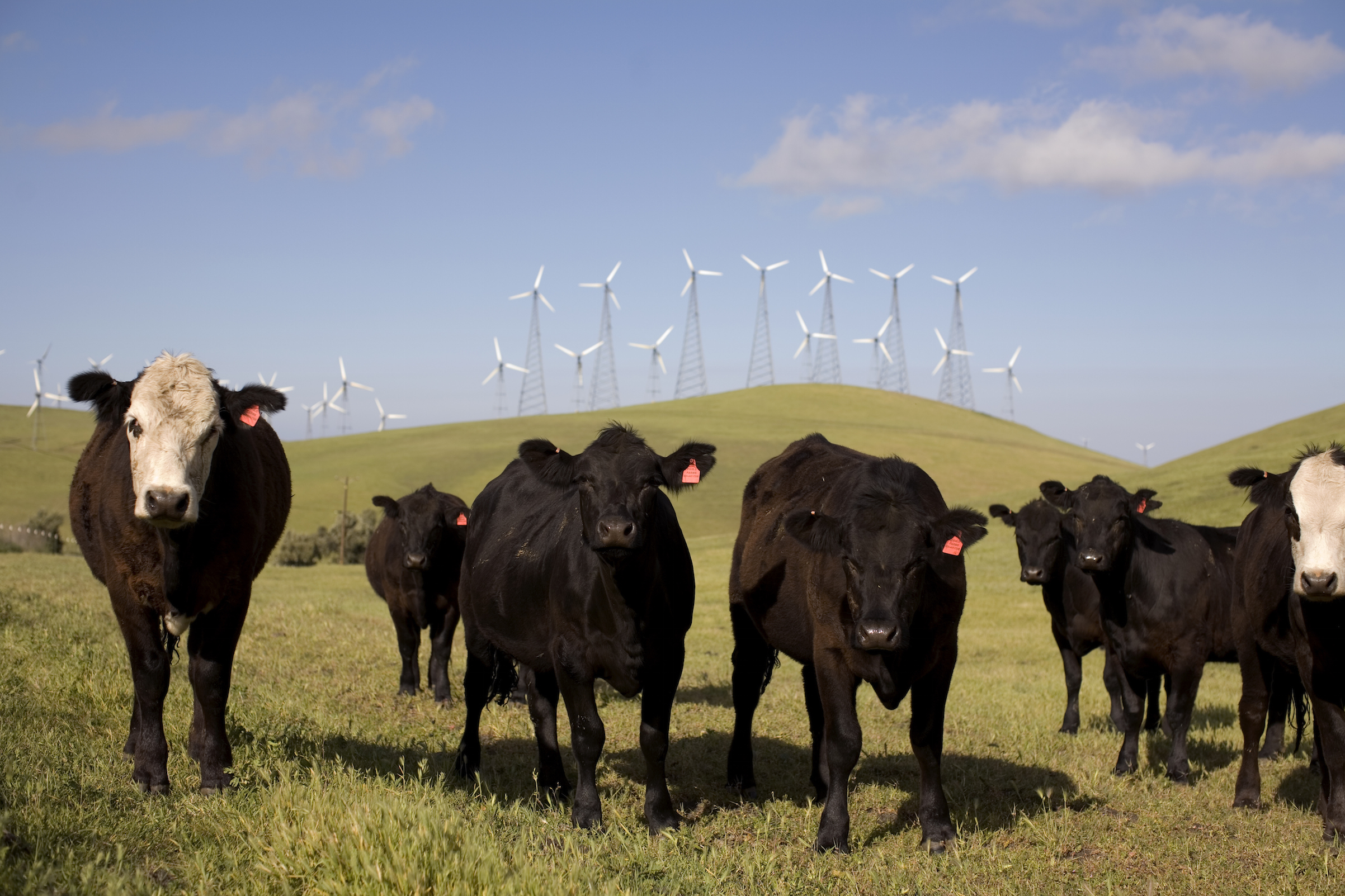 Beef cattle graze on a hillside below wind-power towers 50 miles east of San Francisco on April 14, 2008 (Robert Nickelsberg—Getty Images)