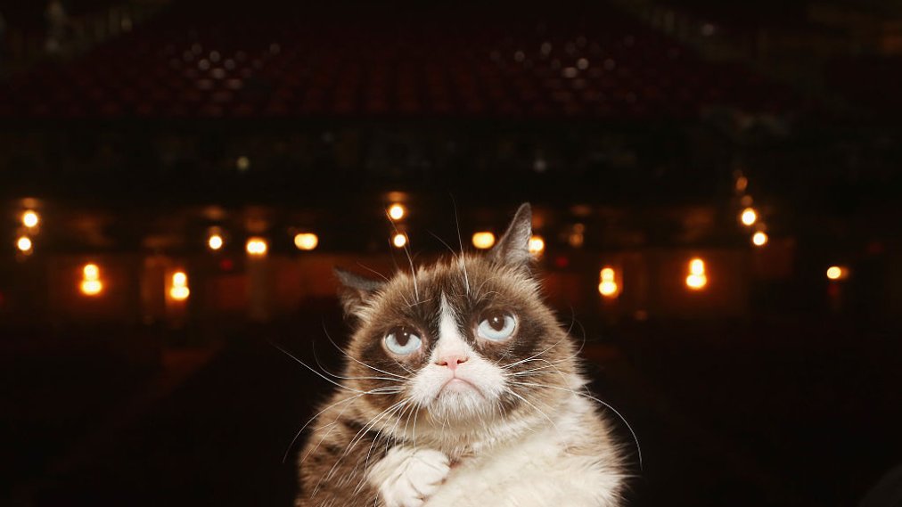 Grumpy Cat Dies After Infection Time