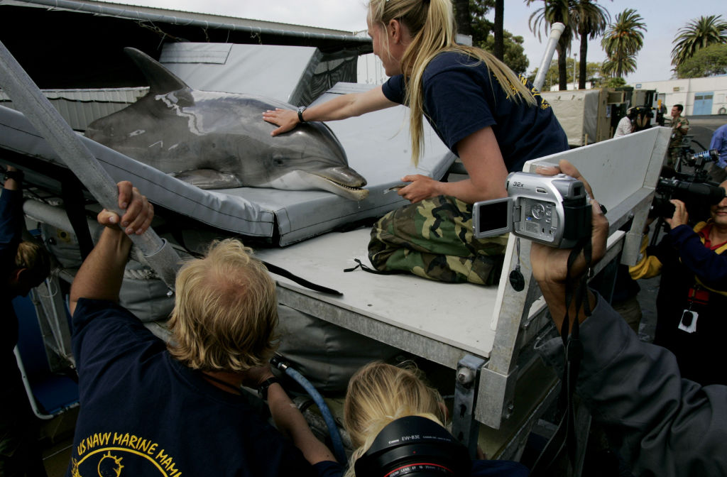 U.S. Navy Shows Off Its Marine Mammal Program