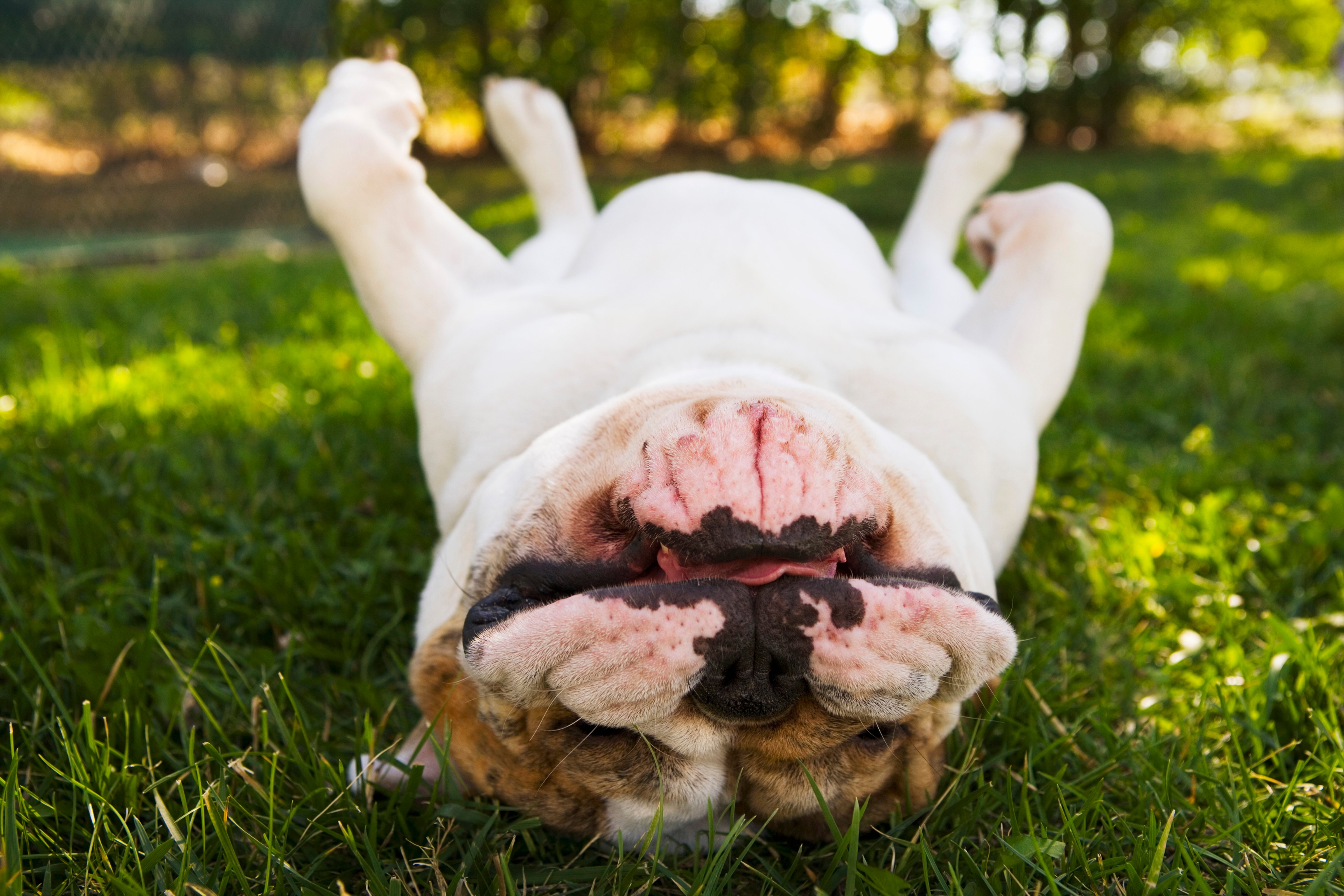 Bulldog lying down on back
