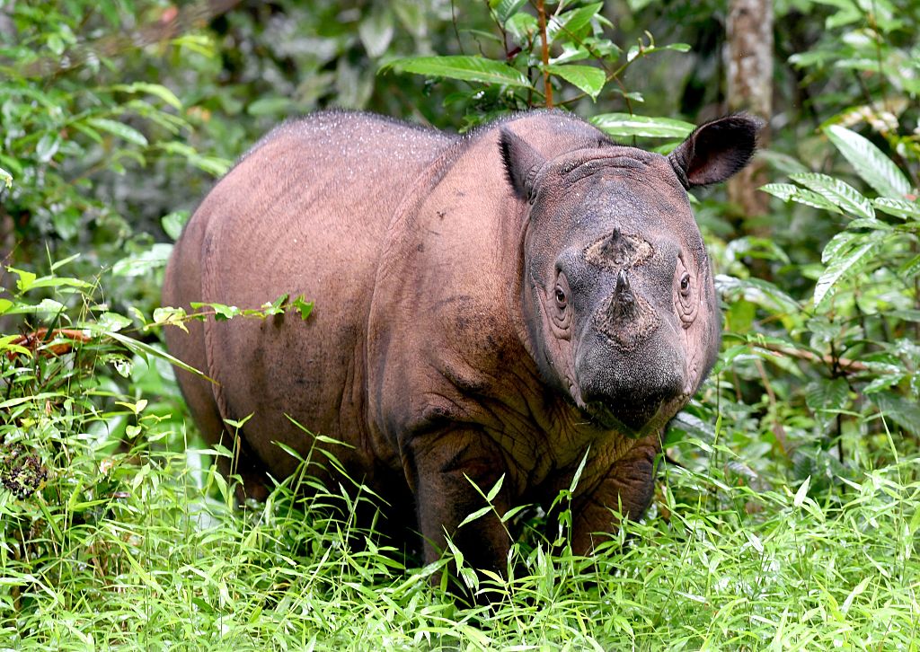 A Sumatran rhino is seen at Way Kambas National Park in eastern Sumatra, Indonesia, on Nov. 8, 2016. (Goh Chat Hin—AFP/Getty Images)