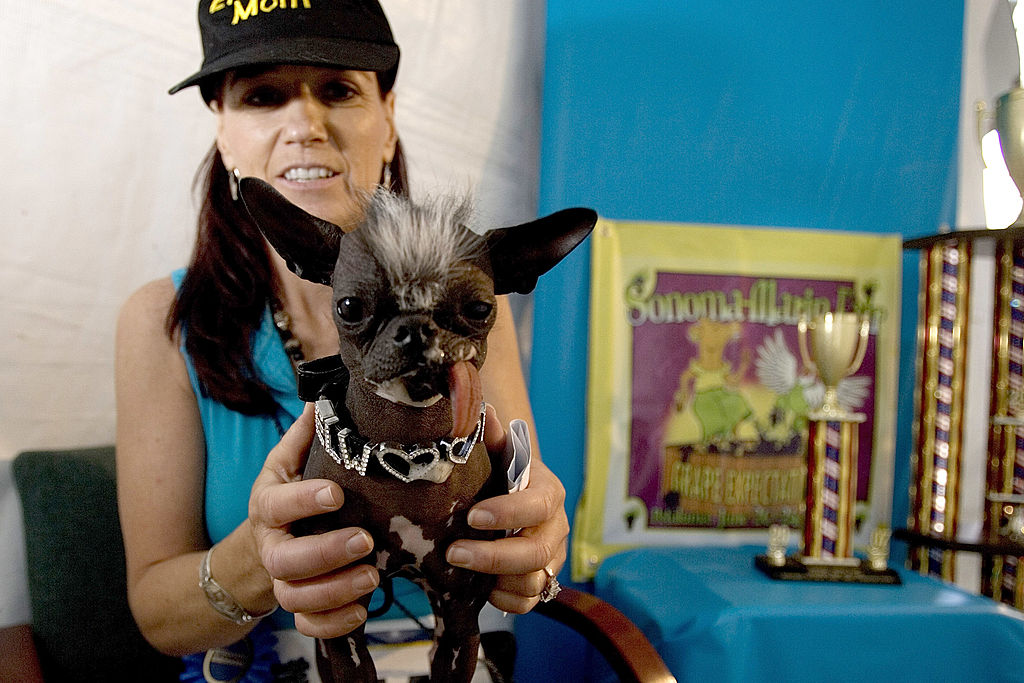 Karen Quigley, from Seweel, New Jersey poses with her Chinese Crested dog, Elwood who won the 2007 World's Ugliest Dog Contest June 22, 2007 in Petaluma, California. Elwood, who weighs in at just six pounds, was rescued after a New Jersey SPCA investigation. (David Paul Morris&mdash;Getty Images)