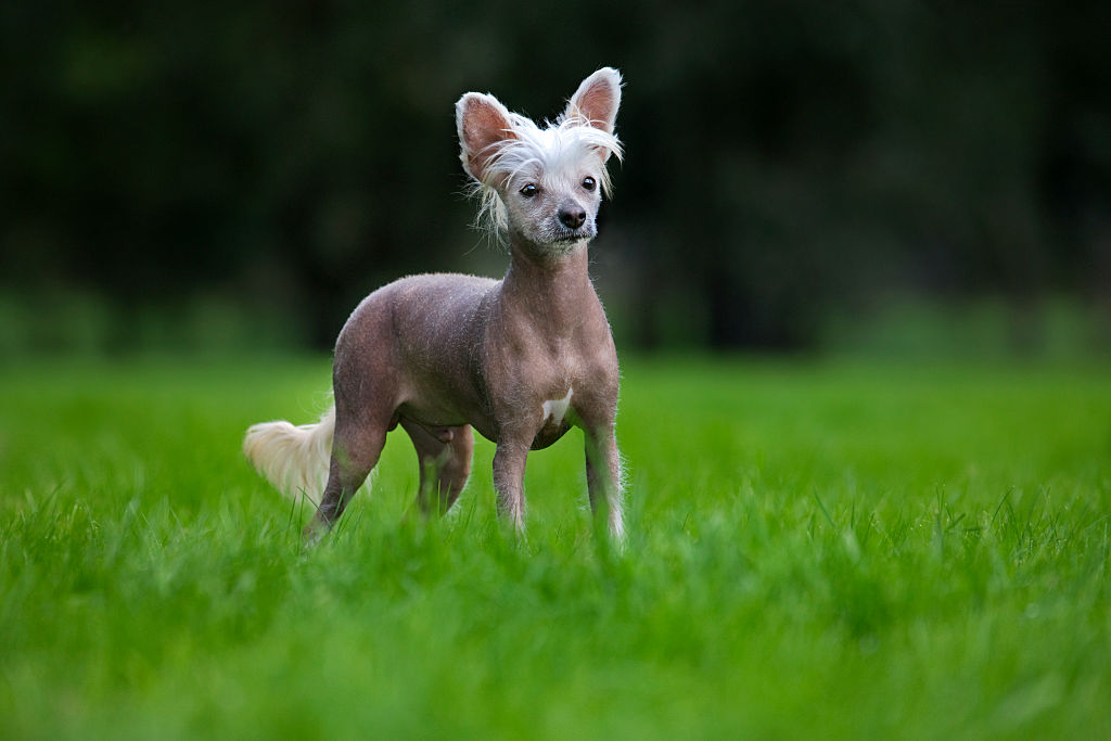 Chinese crested dog (Canis lupus familiaris) in garden