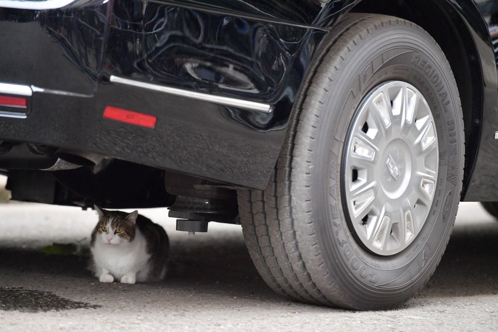 Larry the Downing Street cat sits underneath The Beast, the armored Cadillac of U.S. President Donald Trump, in Downing Street in London on June 4, 2019, on the second day of their three-day State Visit to the U.K. (Daniel Leal-OlivaS—AFP/Getty Images)