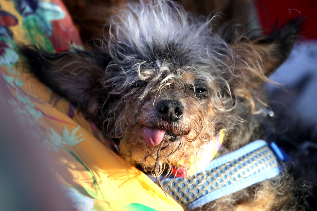 A dog Scamp the Tramp looks on after winning the World's Ugliest Dog contest at the Marin-Sonoma County Fair on June 21, 2019 in Petaluma, California. (Justin Sullivan—Getty Images)