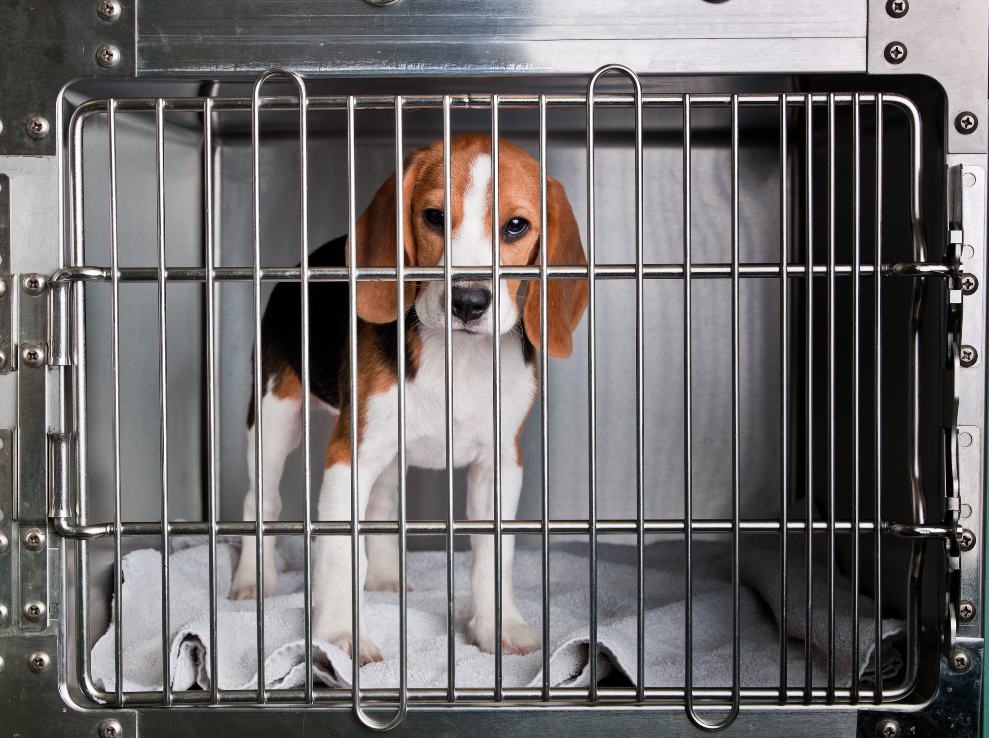 A Beagle in a cage (MichaelSvoboda&mdash;Getty Images)