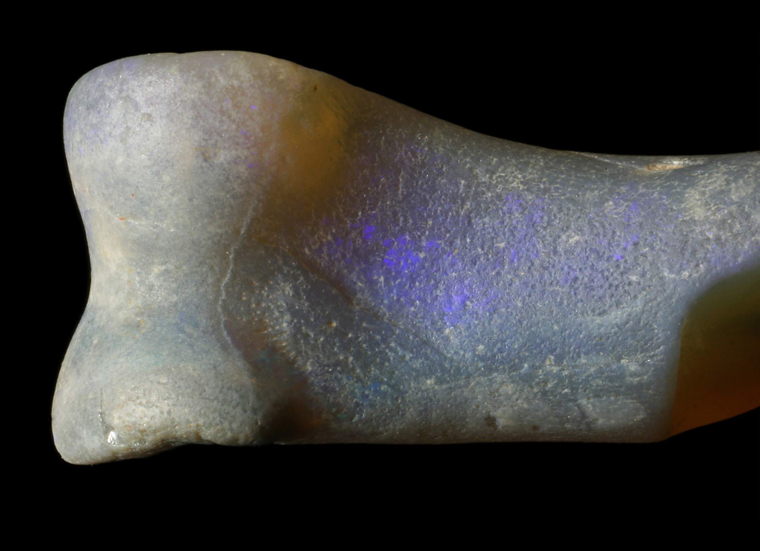 An opalized dinosaur toe bone, donated by Matthew Goodwin. (Robert A. Smith / Australian Opal Center)