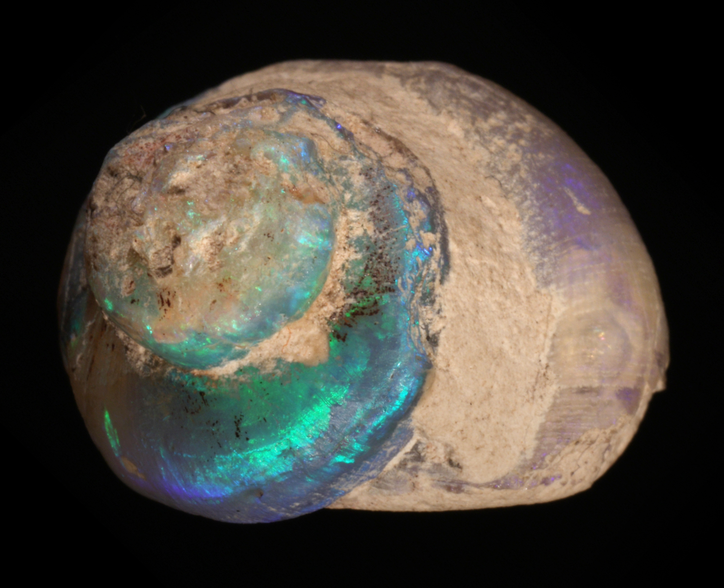 Robert A. Smith / Australian Opal Center (An opalized freshwater snail, donated by opal miner David Sanders.)