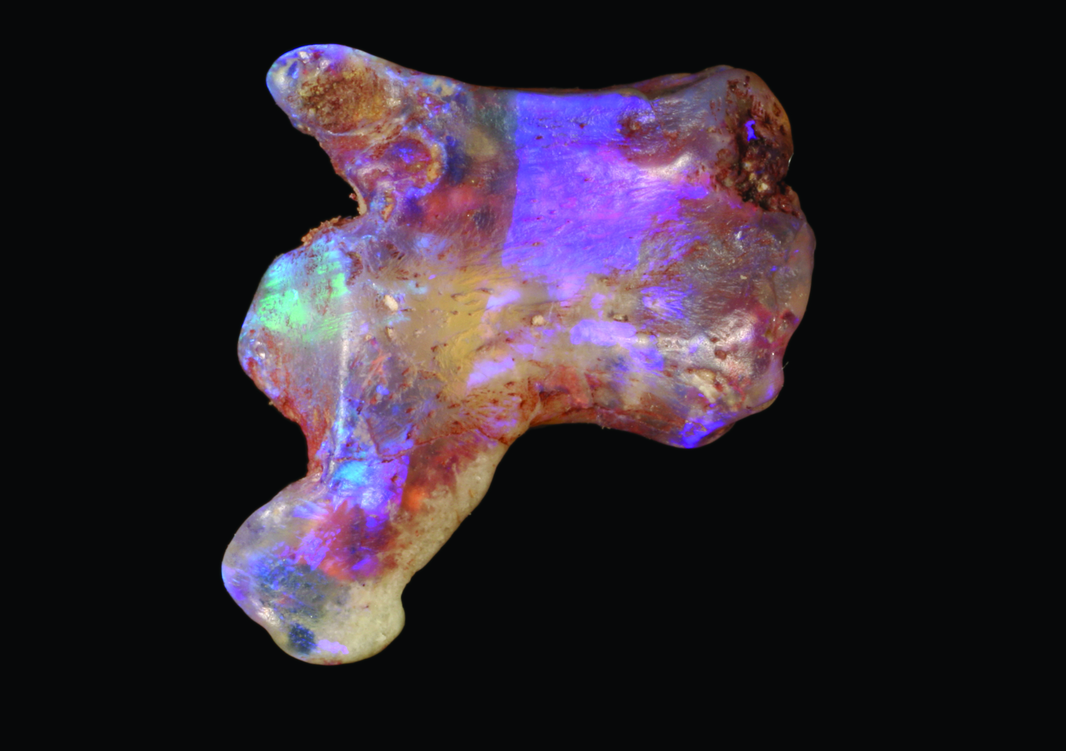 A translucent opalized fossil turtle tail bone, donated to the Australian Opal Center by opal miners Graeme and Christine Thompson. (Robert A. Smith / Australian Opal Center)
