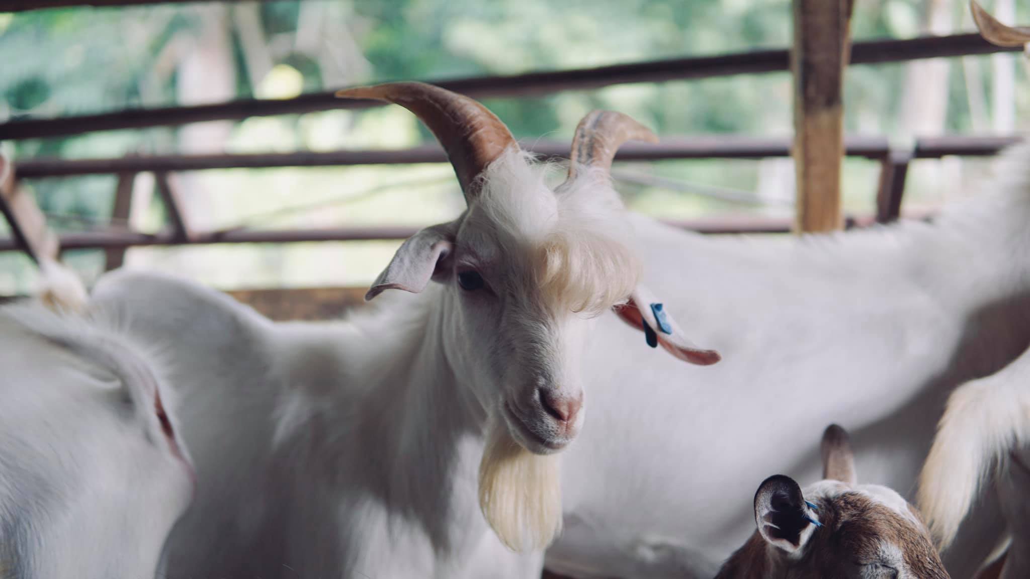 This Handsome Goat Is Your New Favorite Internet Animal | Time
