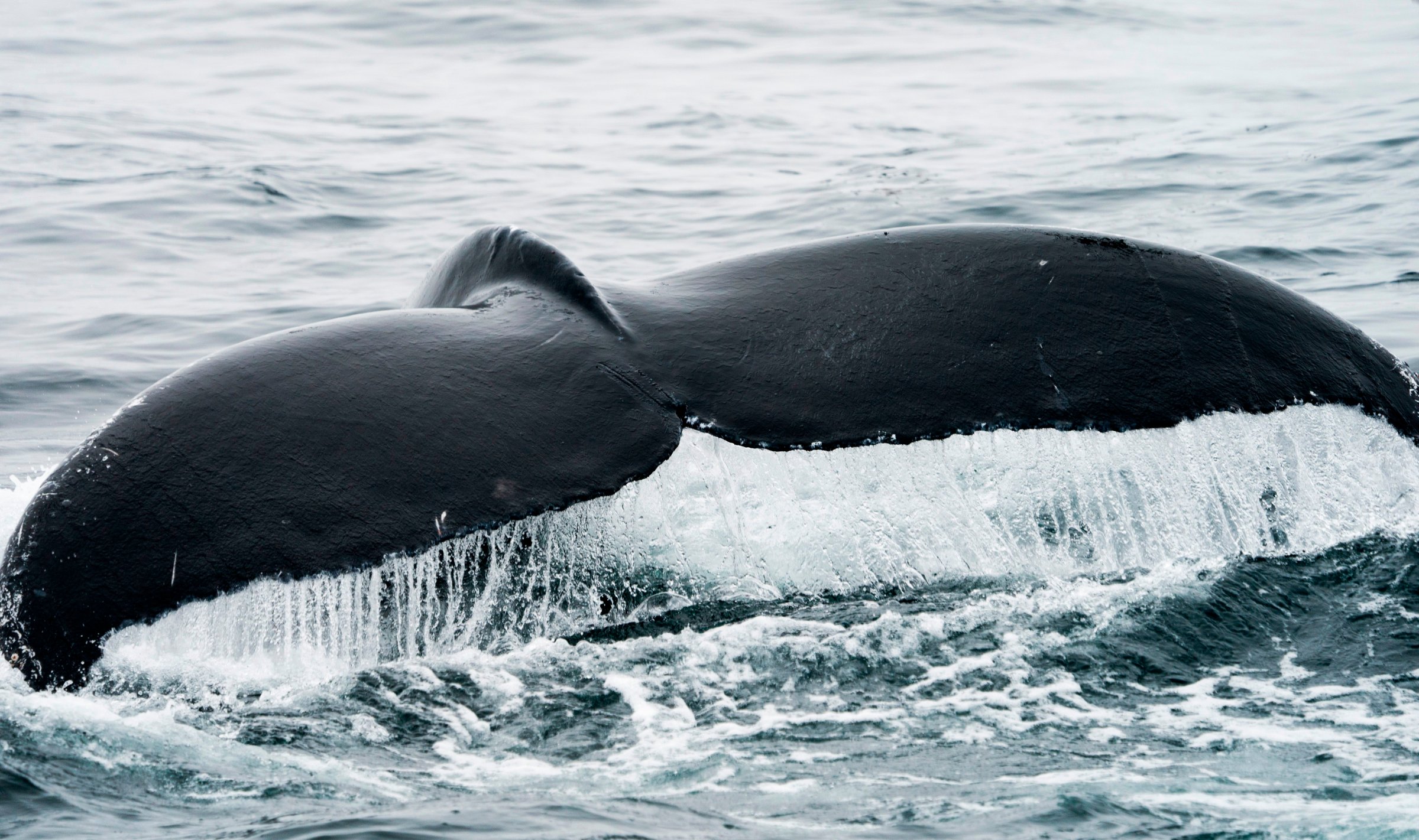 Humpback whale eating sea lion