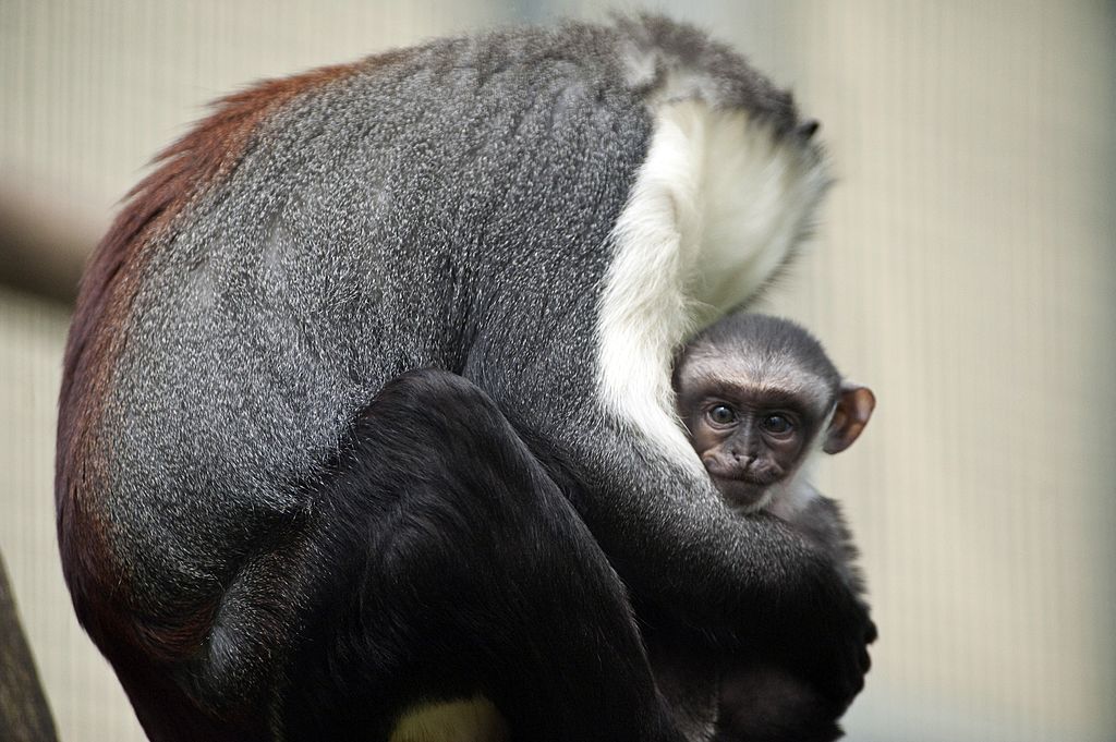 Owabi (R), a two-week-old monkey cub of the Cercopithecus roloway family, one of the 25 most endangered primate species in the world, is pictured with its mother, Nyaga, on August 2, 2012 at the zoo in Mulhouse, eastern France. (SEBASTIEN BOZON&mdash;AFP/Getty Images)