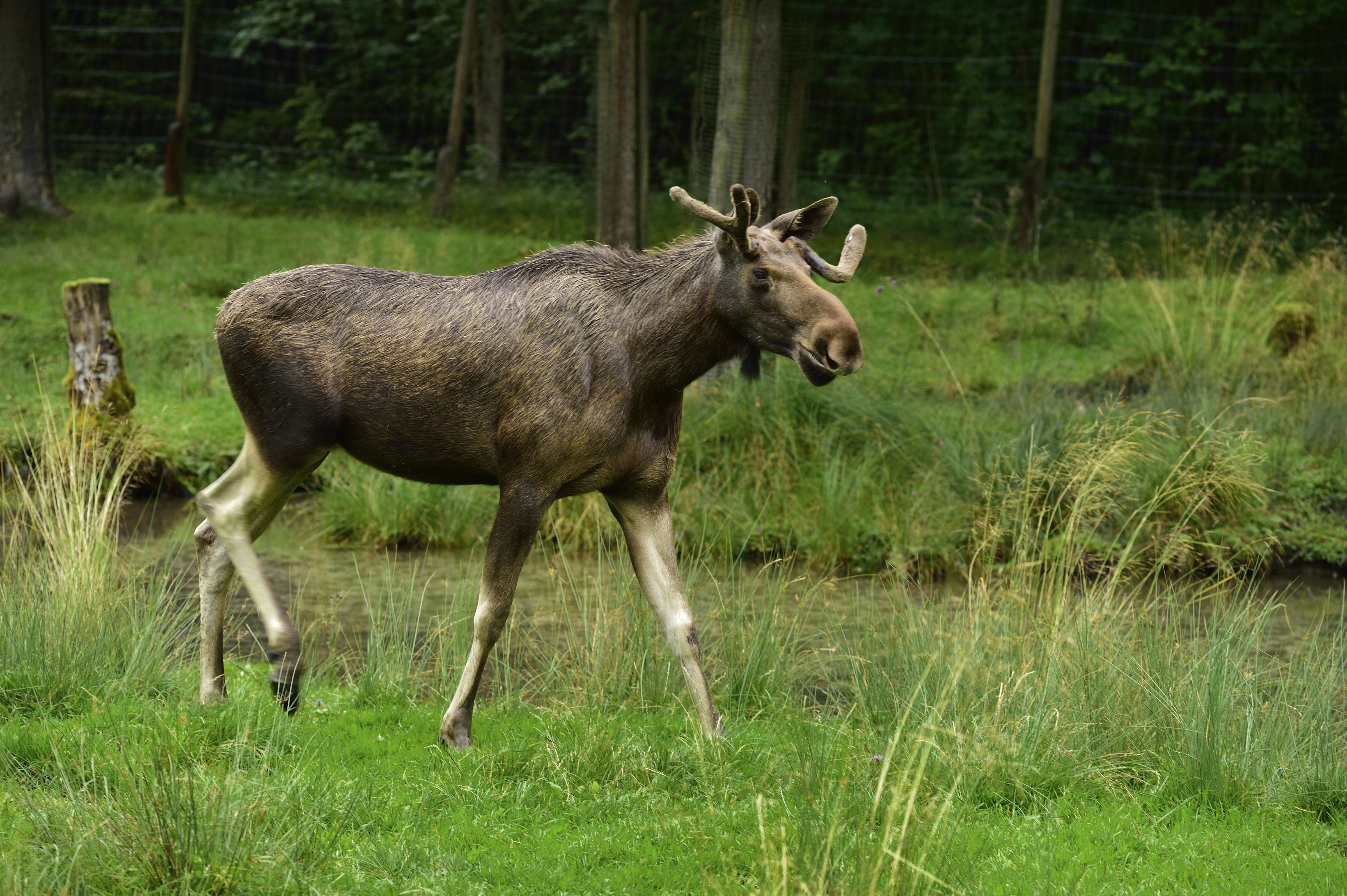 Moose (Alces alces), Cumberland Wildpark, Grunau im Almtal, Salzburg, Austria. (;De Agostini via Getty Images)