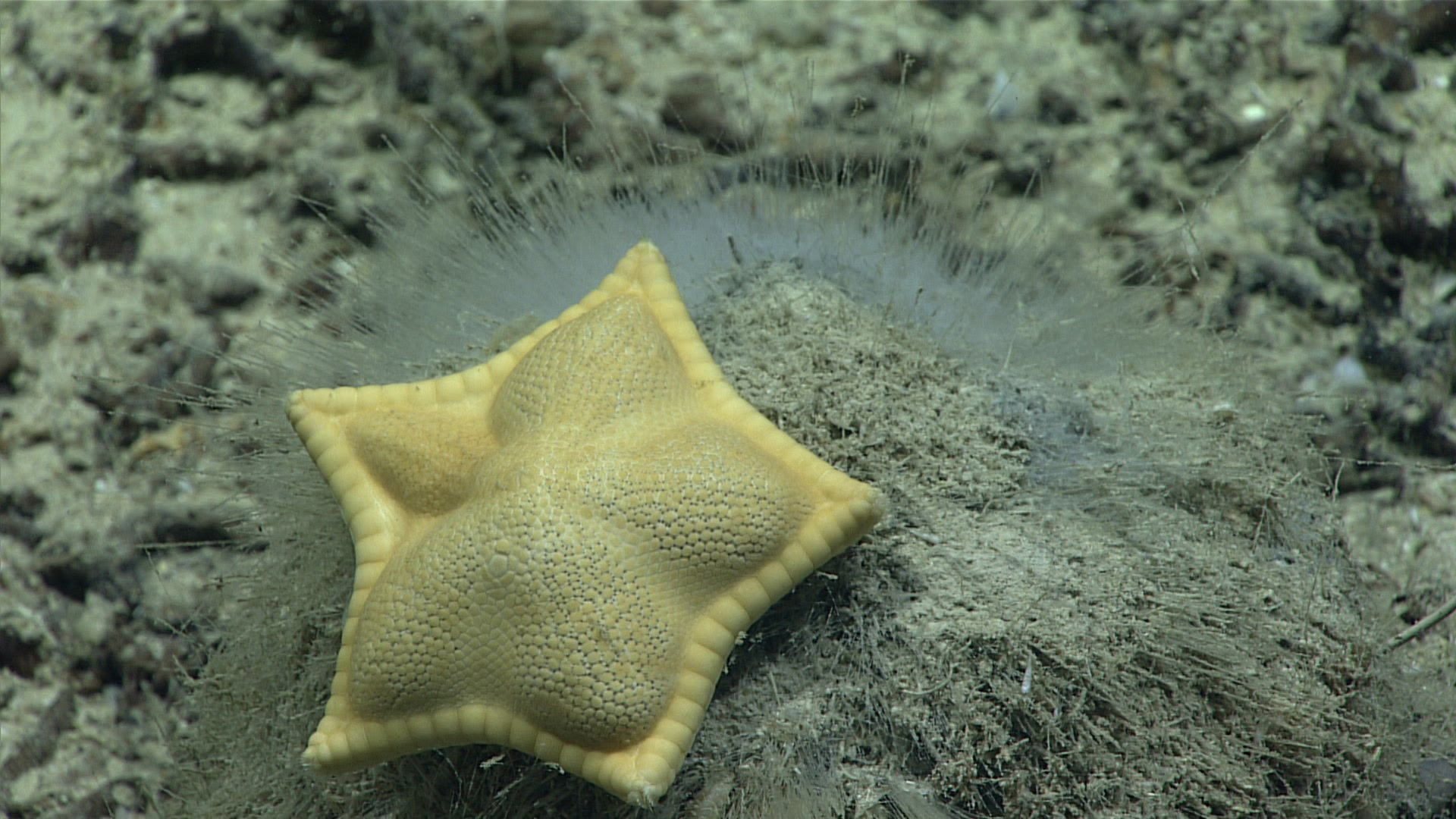 Plinthaster dentatus, the spongivorous 'cookie' or 'ravioli' star. (Image courtesy of the NOAA Office of Ocean Exploration and Research)
