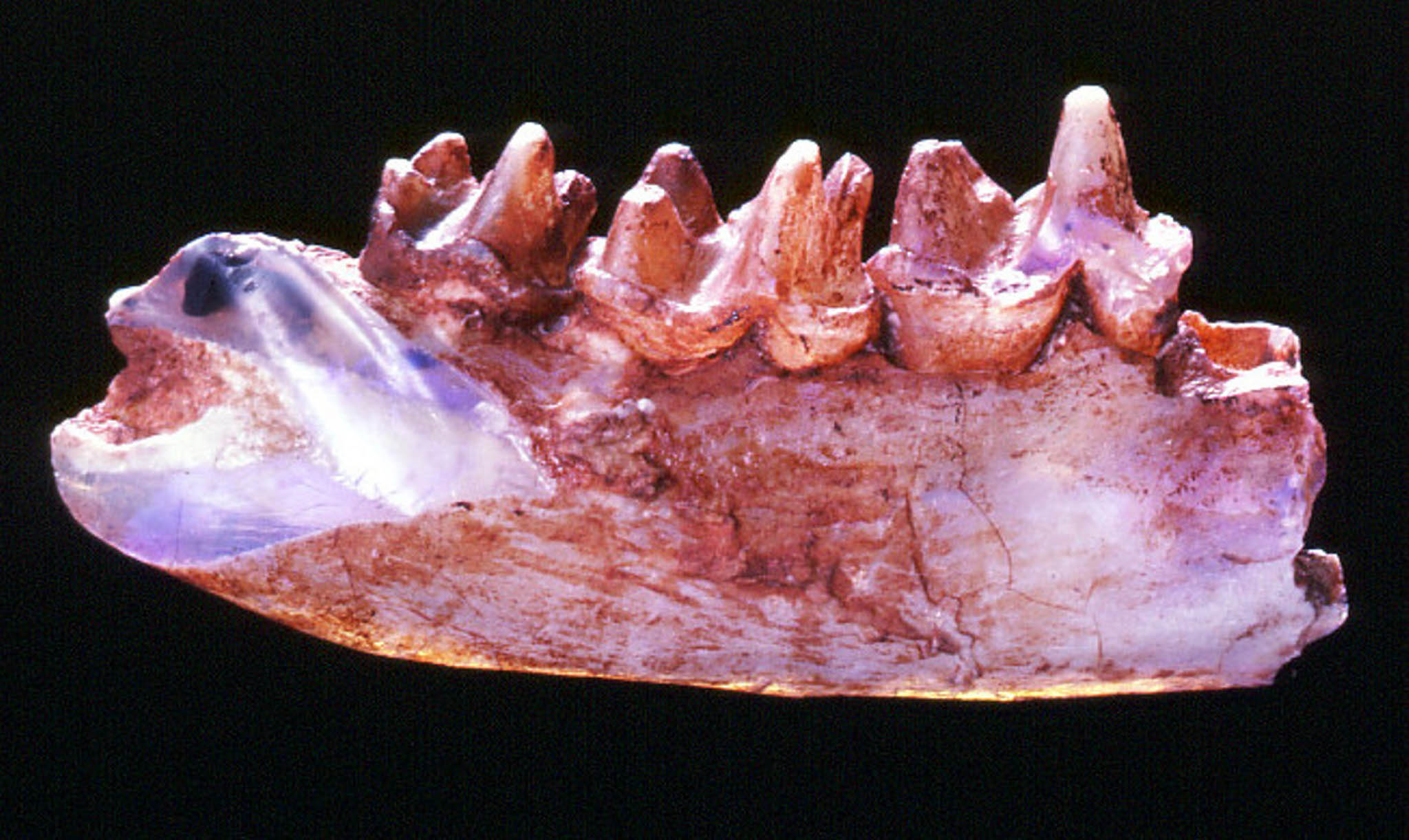 This opalized jawbone from Steropodon galmani, the first mammal from the Mesozoic Era found in Australia, hints at the spectacular diversity of early mammals on the continent. (Australian Museum)