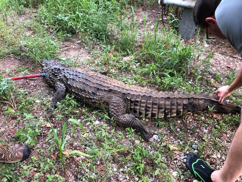 A 7-Foot crocodile was captured after swimming in the same Ohio creek as a group of children. (Rich Denius)