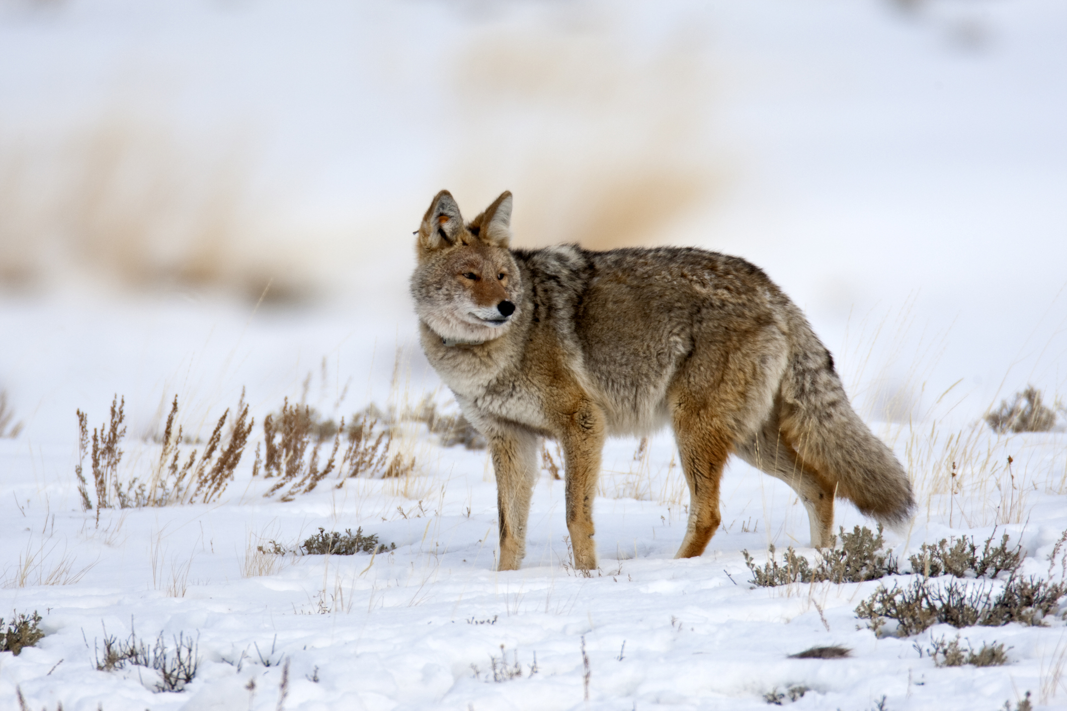 A Coyote in Yellowstone National Park in 2009. (Getty Images)