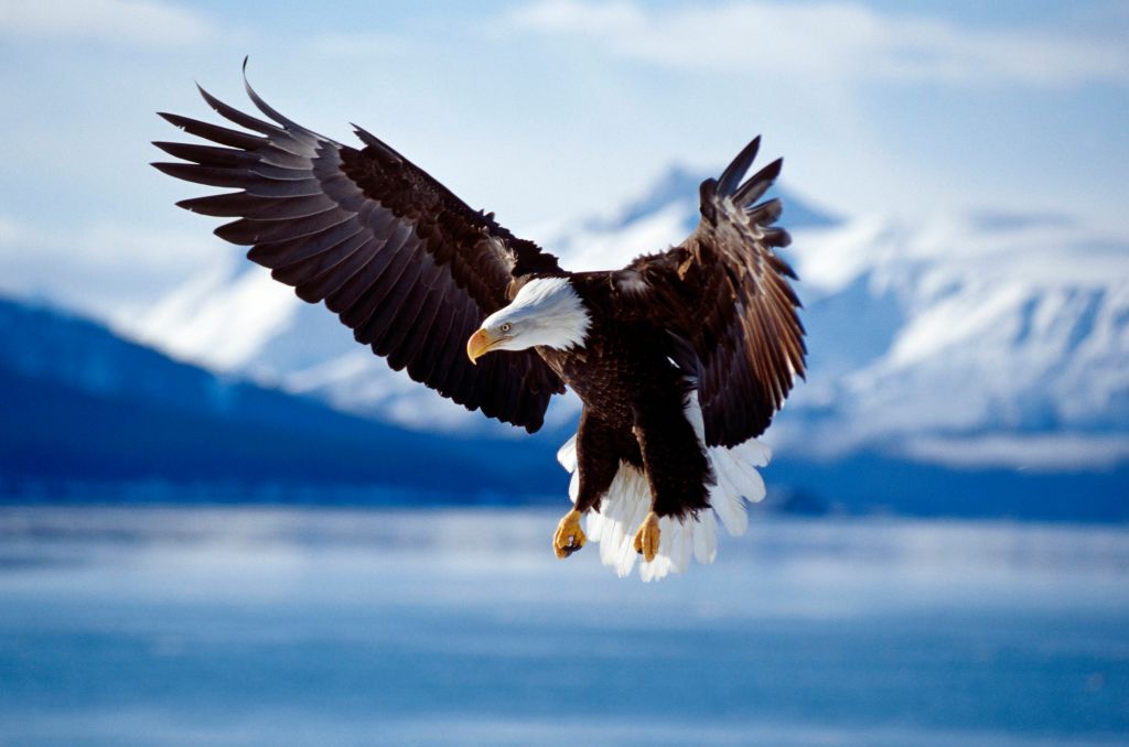Bald Eagle (Haliaeetus leucocephaus) in flight Alaska, USA Date: 08/02/2008.
