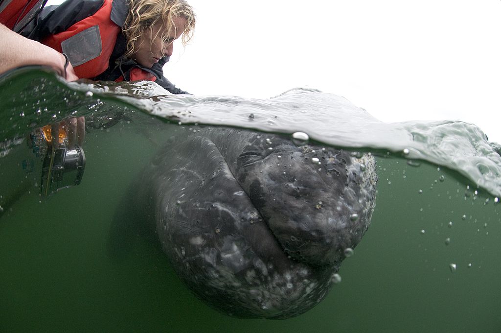 Tourists are greeted by a friendly grey whale whilst whale watching in San Ignacio Lagoon, Mexico. These affectionate whales are almost certainly the most friendly in the world. The good-natured seafaring giants will swim right up to human visitors, who can dip their faces into the sea to plant a kiss on the heads of the huge 40-ton sea mammals. (Barcroft—Barcroft Media via Getty Images)