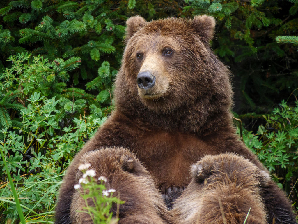 Coastal brown bear, or Grizzly Bear, nursing cubs. South Central Alaska.
