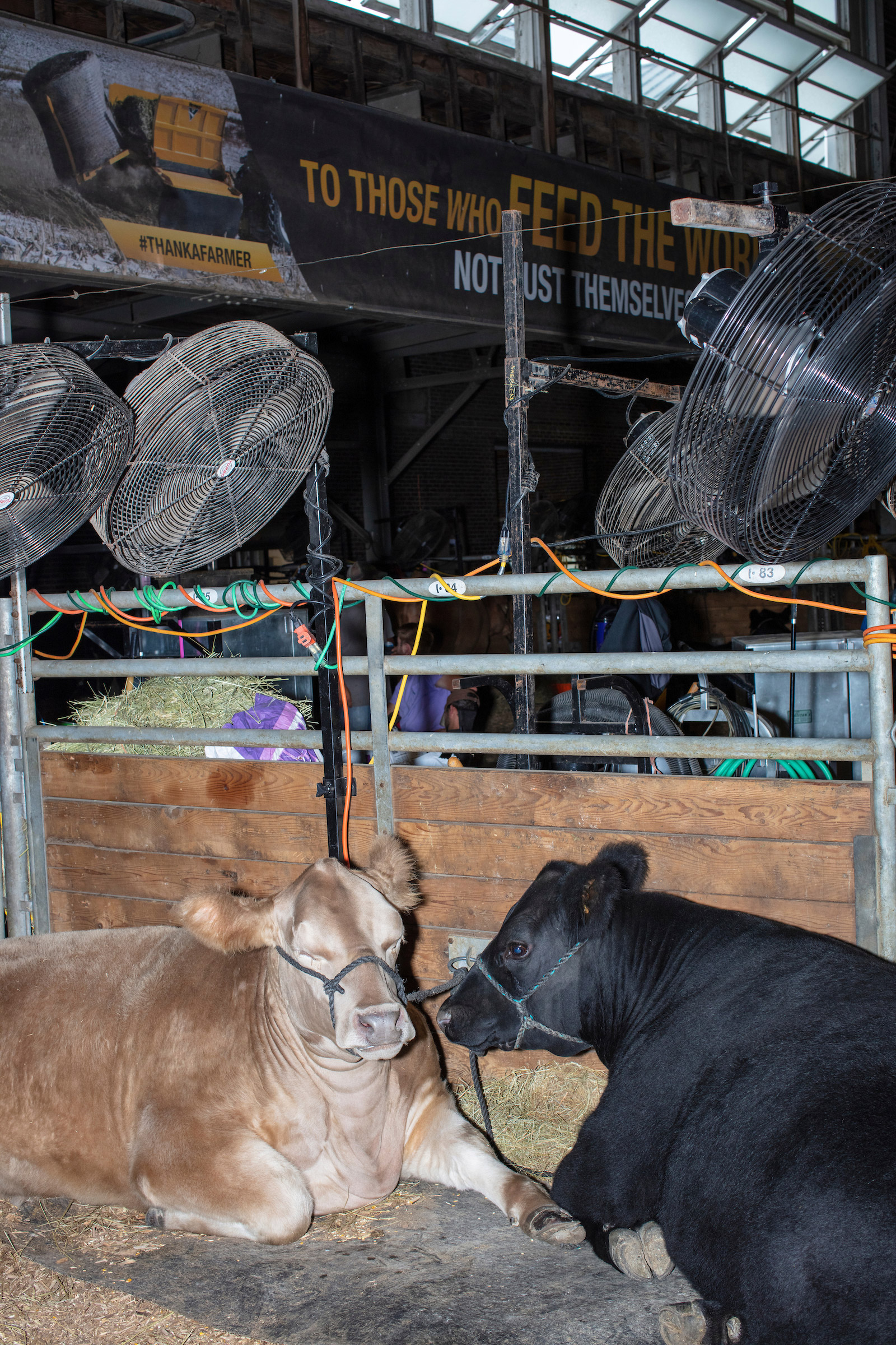 Cattle rest in the Cattle Barn at the Iowa State Fair in Des Moines, Iowa, on Mon., Aug. 12, 2019.