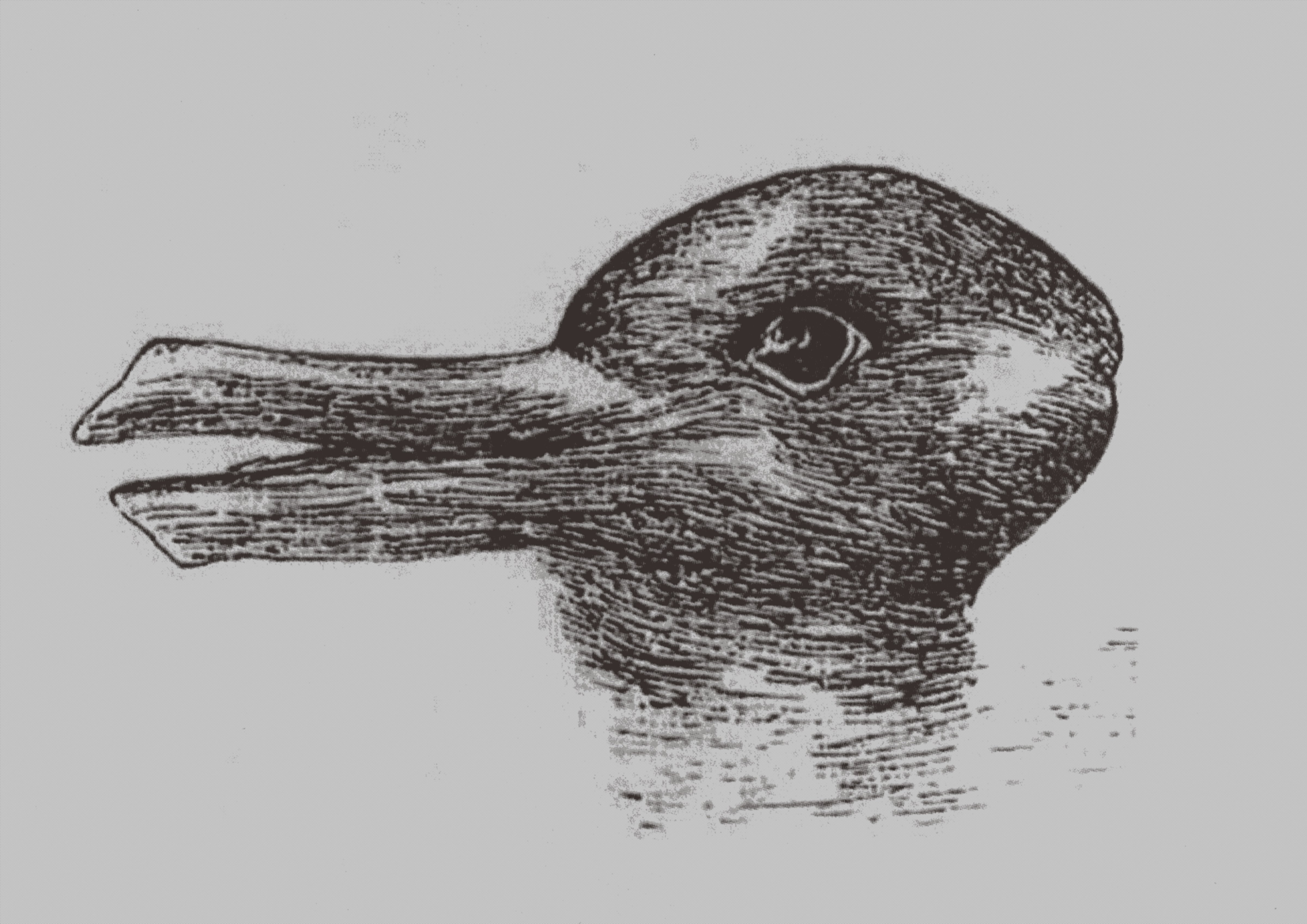 Duck-Rabbit illusion. From: Jastrow, J. The mind's eye. Popular Science Monthly, 1899. (Heritage Images/Getty Images)