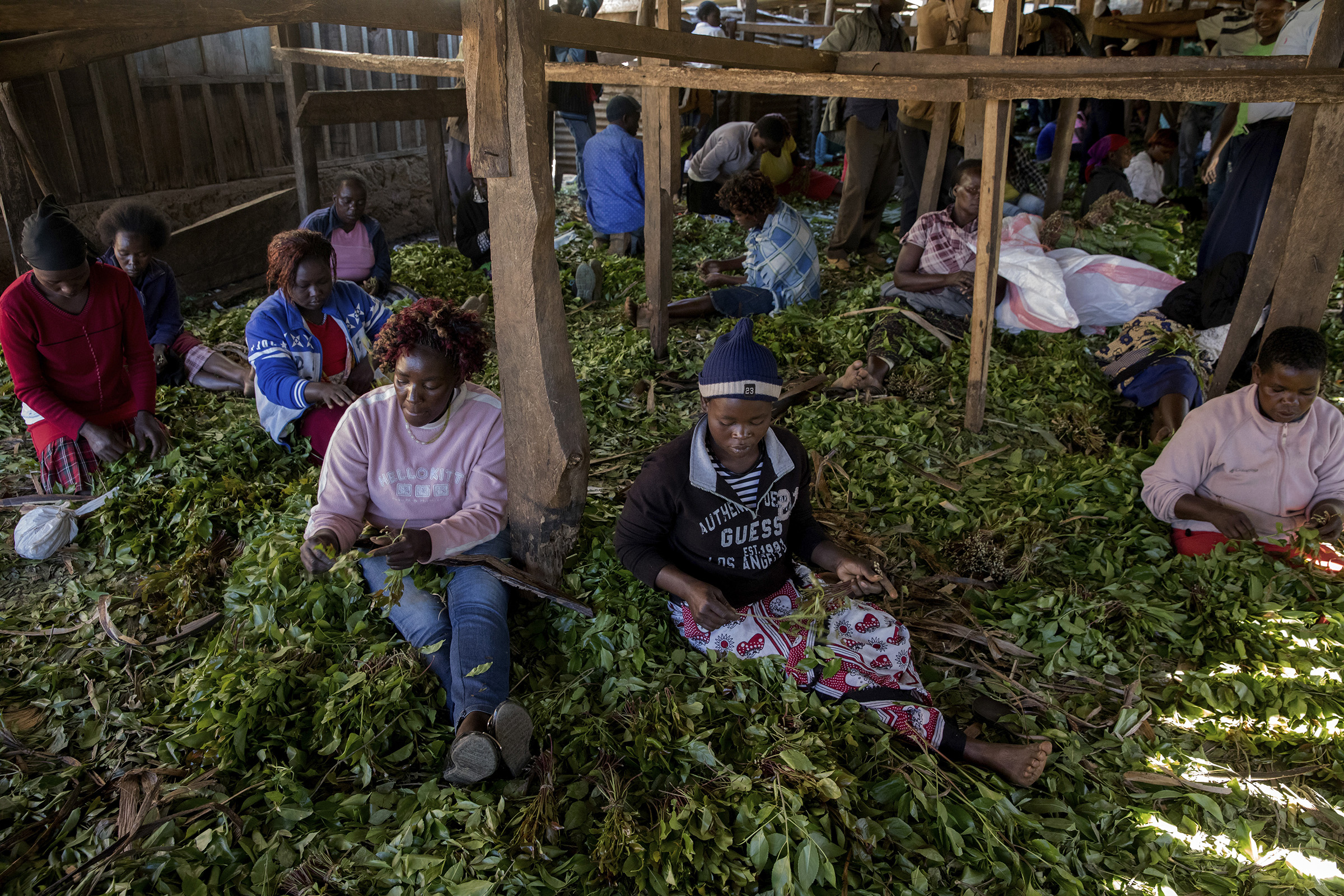 Women make packages of khat leaves using banana leaves to wrap the drug at Athiru Gaiti's (Atherogaitu) khat market in Kenya in 2017. (Pascal Maitre—Panos Pictures/Redux)