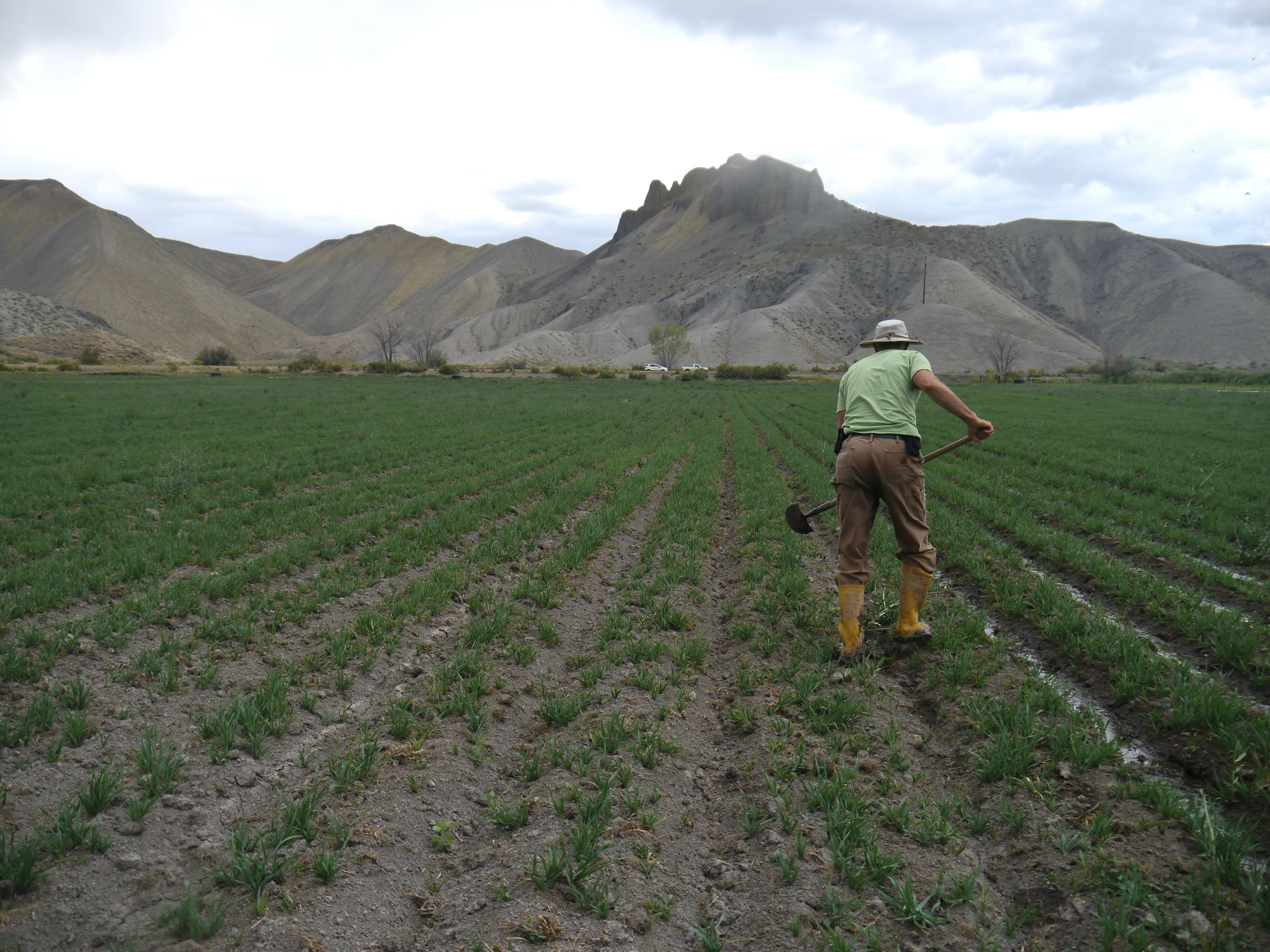 Paul Kehmeier irrigating an oat field on his family farm in Colorado. (Lucas Isakowitz)