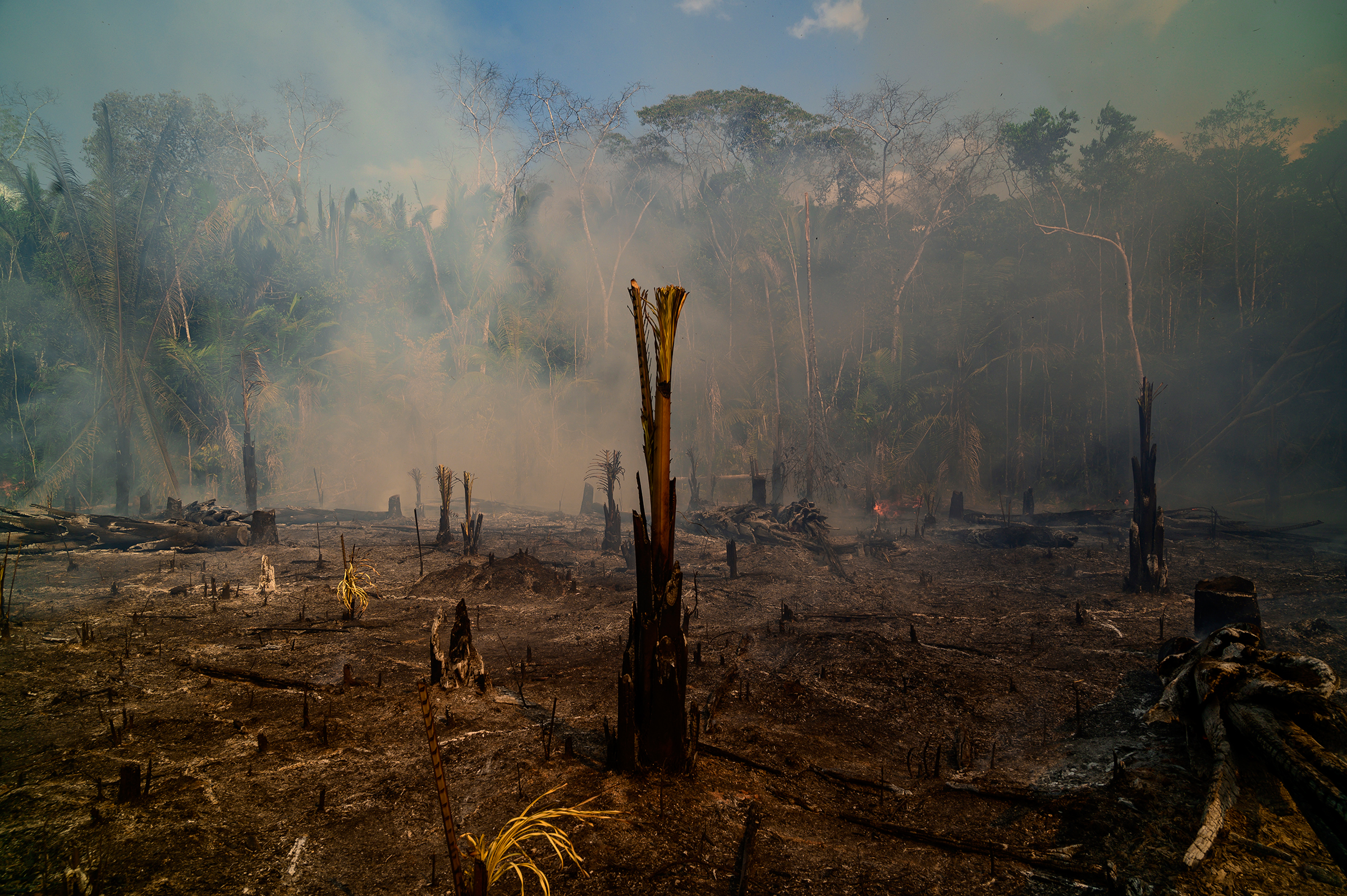 Smoke rises amid destroyed trees near Realidade on Aug. 26. (Sebastián Liste—NOOR for TIME)