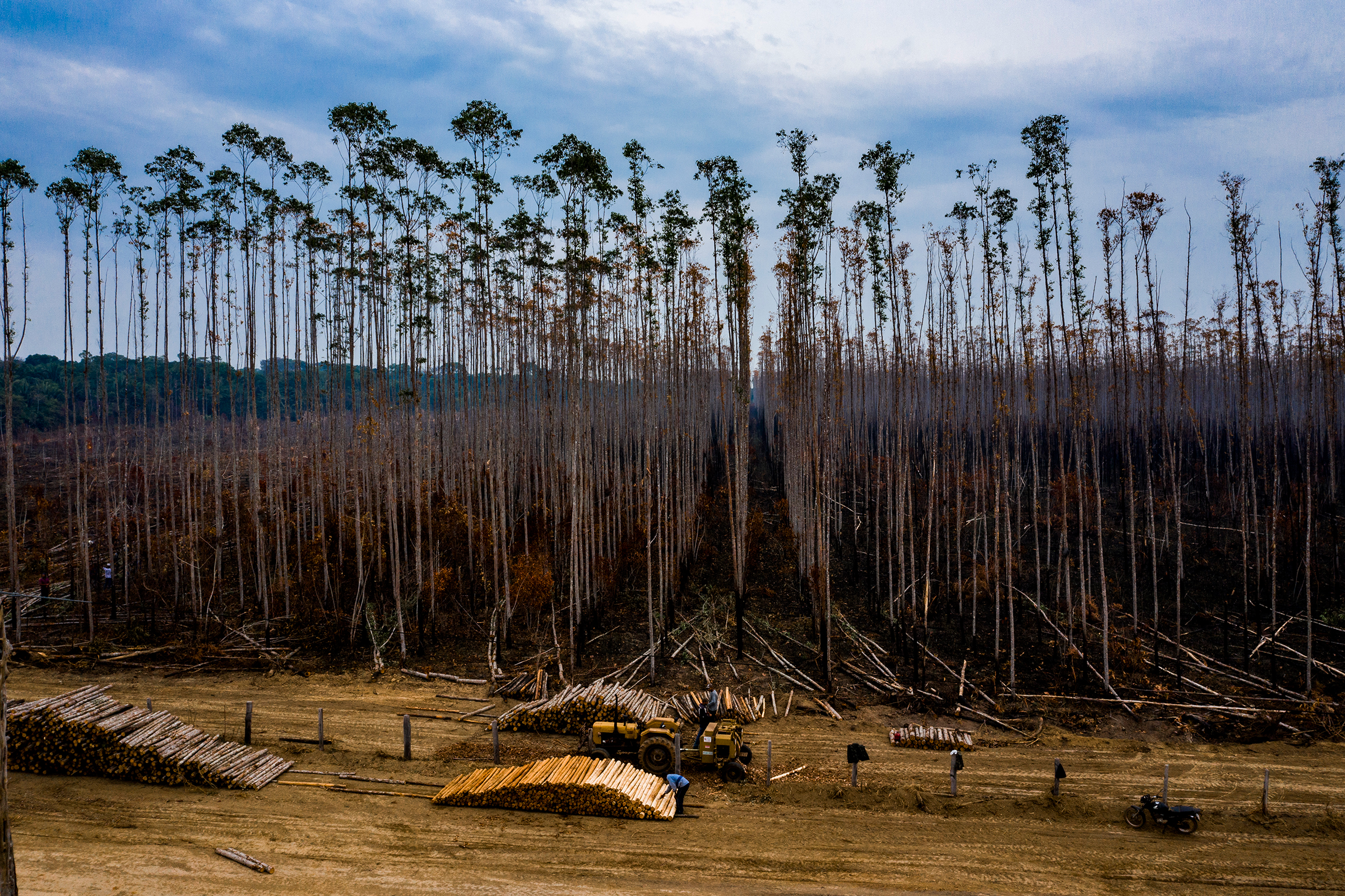 Burned trees behind piles of logs at a eucalyptus plantation in Porto Velho on Aug. 26. (Sebastián Liste—NOOR for TIME)